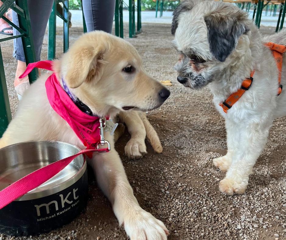 Paisley, a Adopted mixed breed in Minneapolis, MN image 6/6