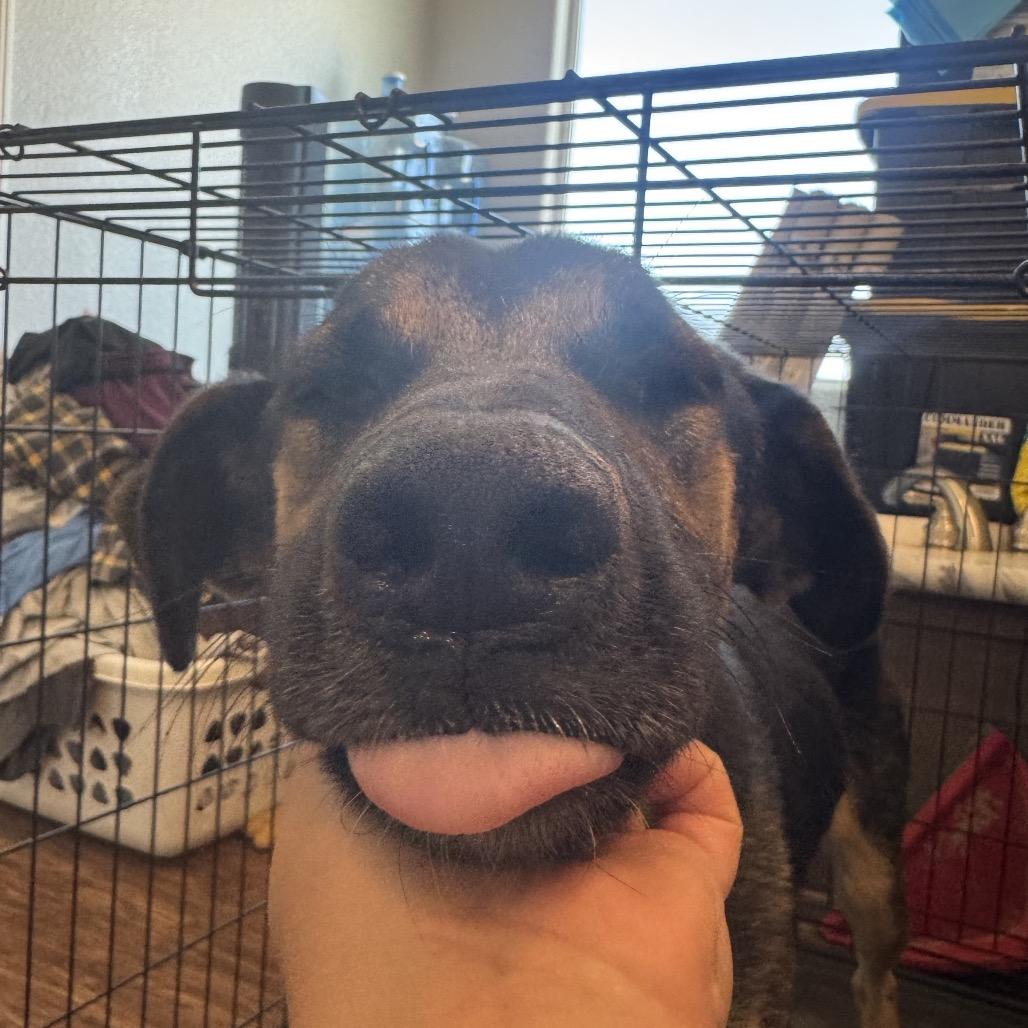 Enlarge Peaches, a Adoptable German Shepherd Dog in Tonopah, AZ image 3/6