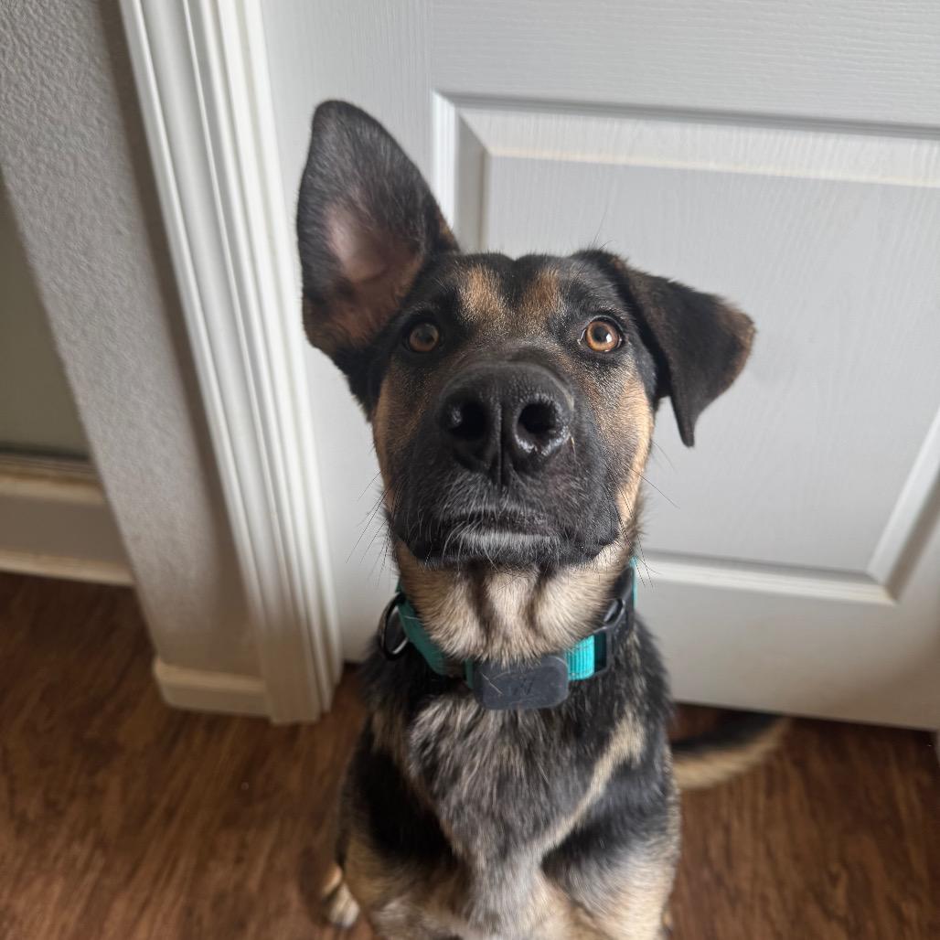 Peaches, Adoptable, Young Female German Shepherd Dog.
