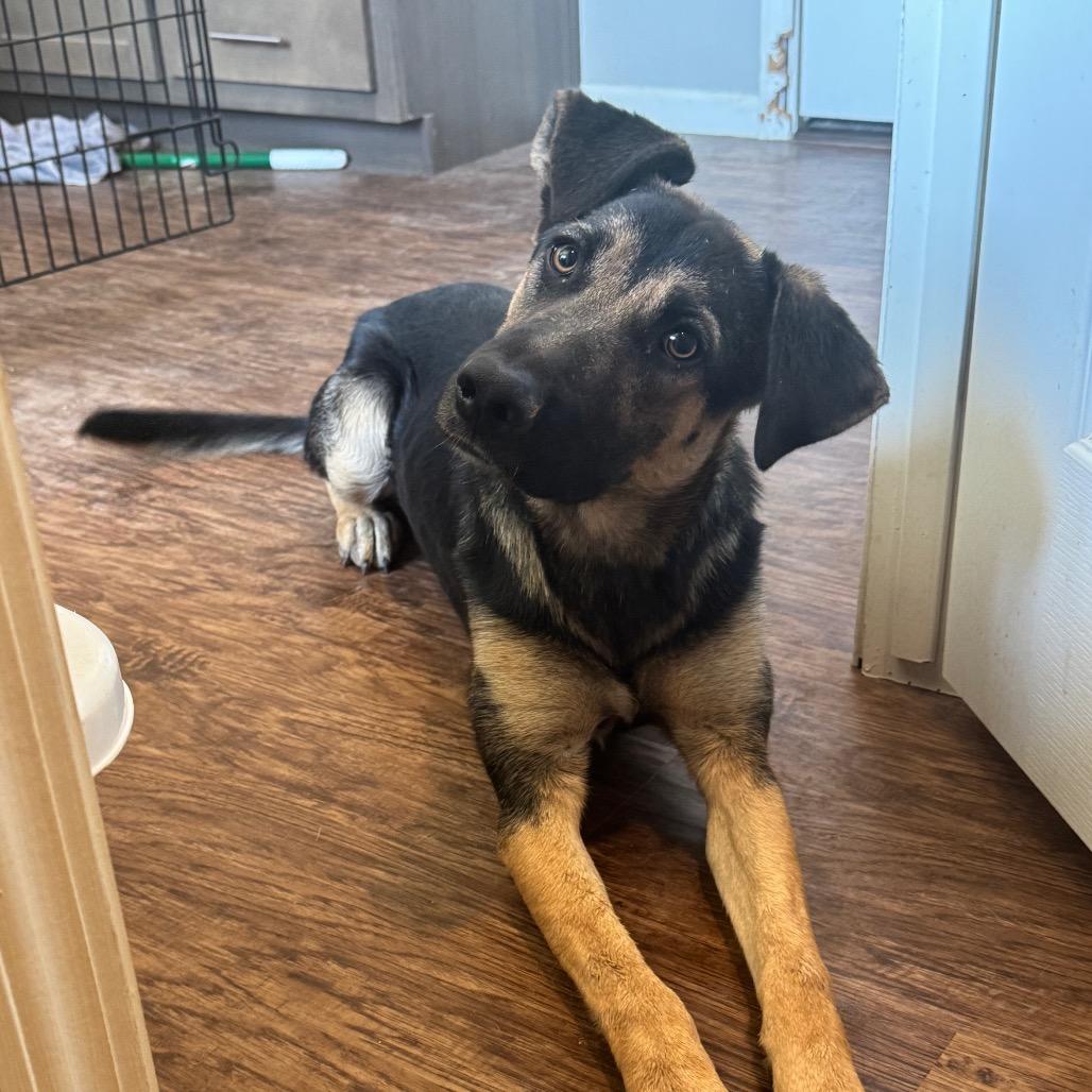 Enlarge Peaches, a Adoptable German Shepherd Dog in Tonopah, AZ image 4/6