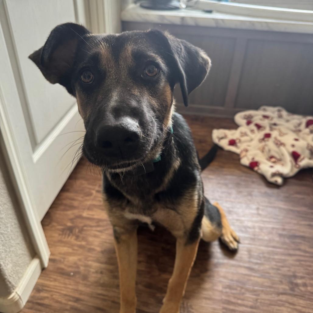 Enlarge Peaches, a Adoptable German Shepherd Dog in Tonopah, AZ image 2/6