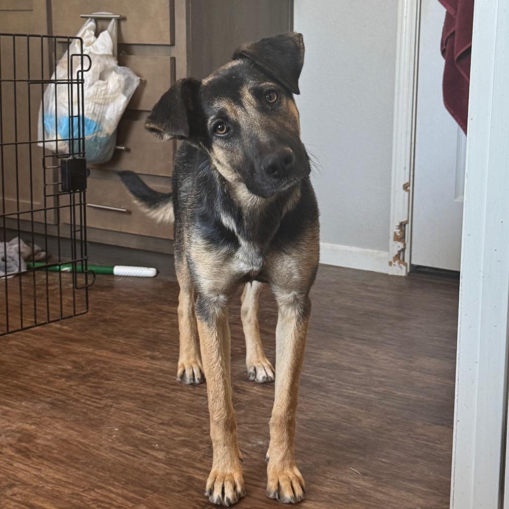 Enlarge Peaches, a Adoptable German Shepherd Dog in Tonopah, AZ image 5/6