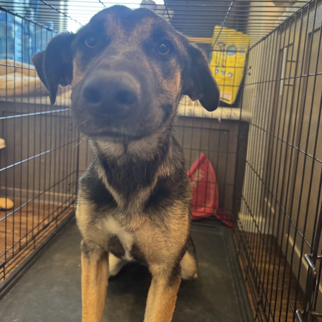 Enlarge Peaches, a Adoptable German Shepherd Dog in Tonopah, AZ image 6/6