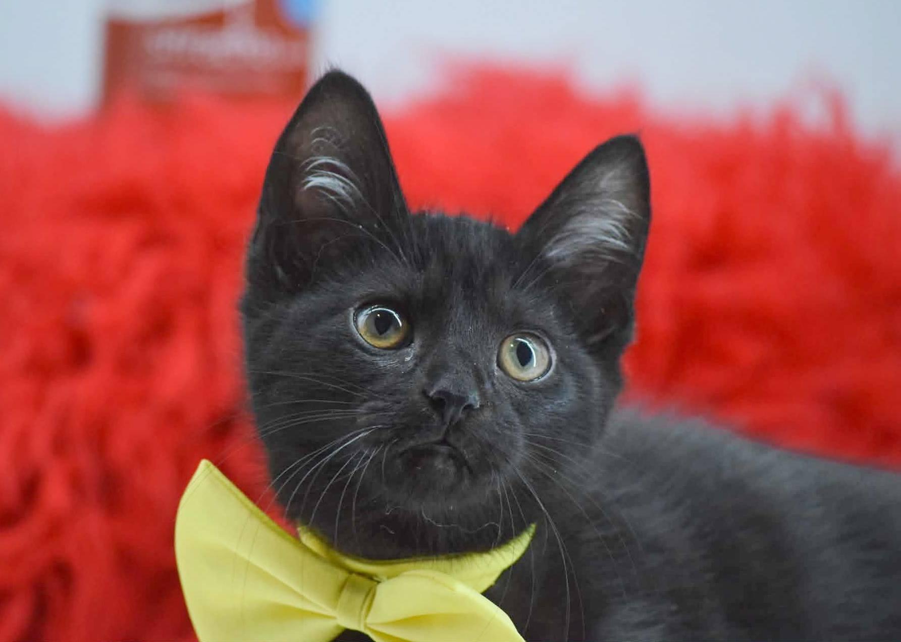 Enlarge Texas Pete, a ADOPTABLE Domestic Short Hair in Sevierville, TN image 3/4