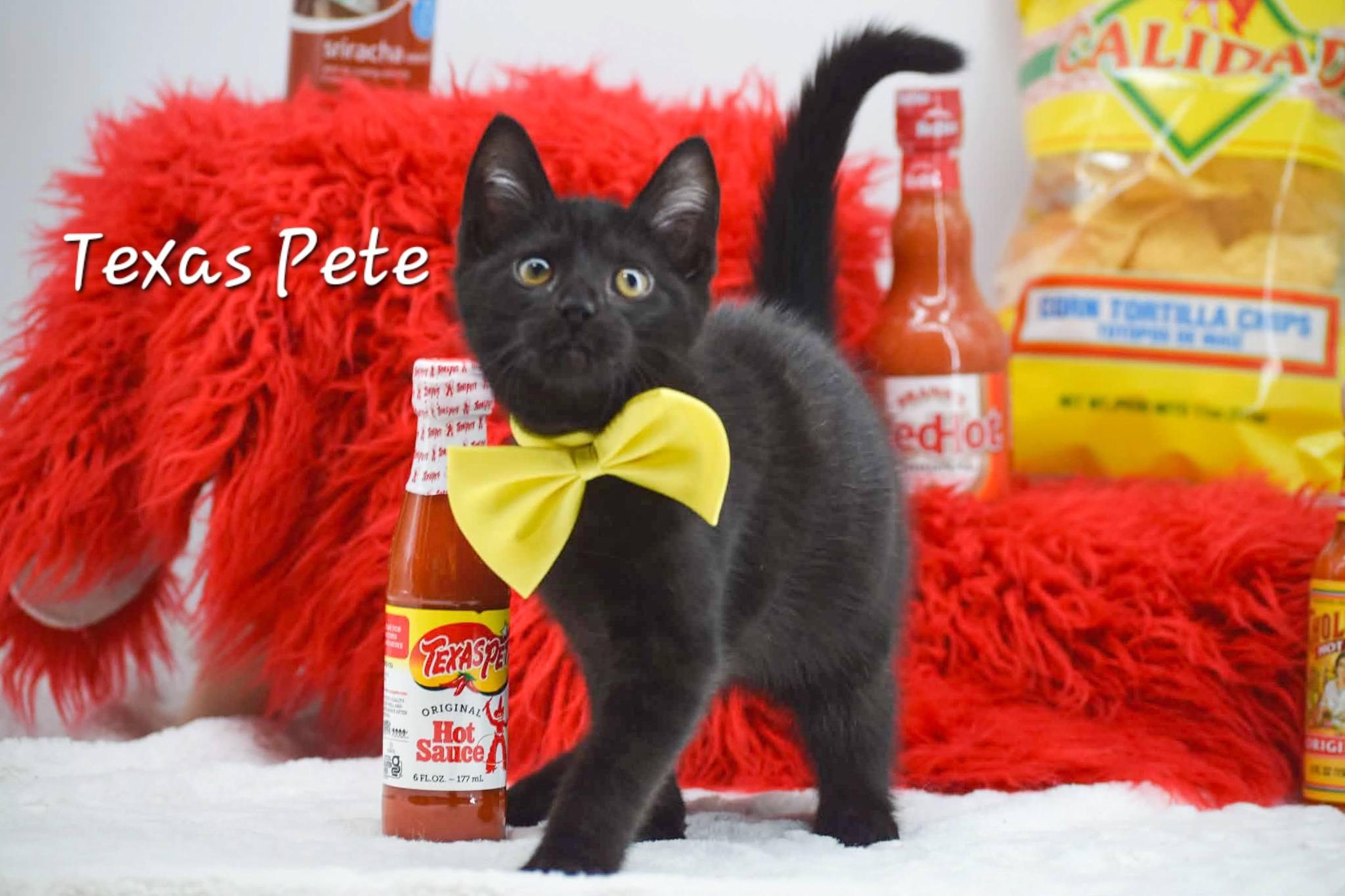 Texas Pete, ADOPTABLE, Kitten Male Domestic Short Hair.
