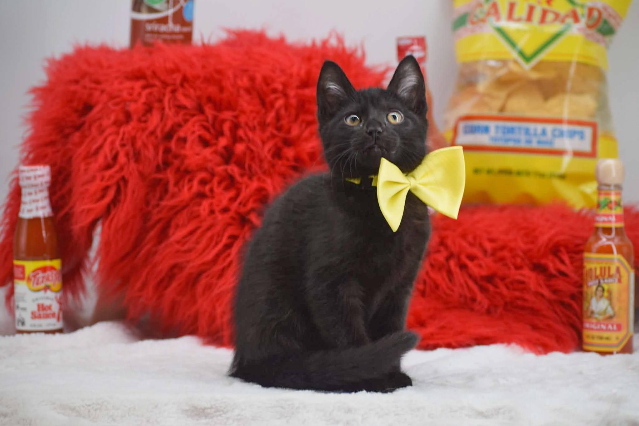 Enlarge Texas Pete, a ADOPTABLE Domestic Short Hair in Sevierville, TN image 2/4