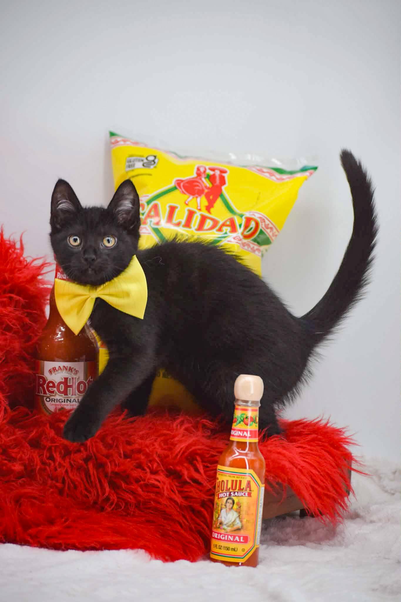 Enlarge Texas Pete, a ADOPTABLE Domestic Short Hair in Sevierville, TN image 4/4