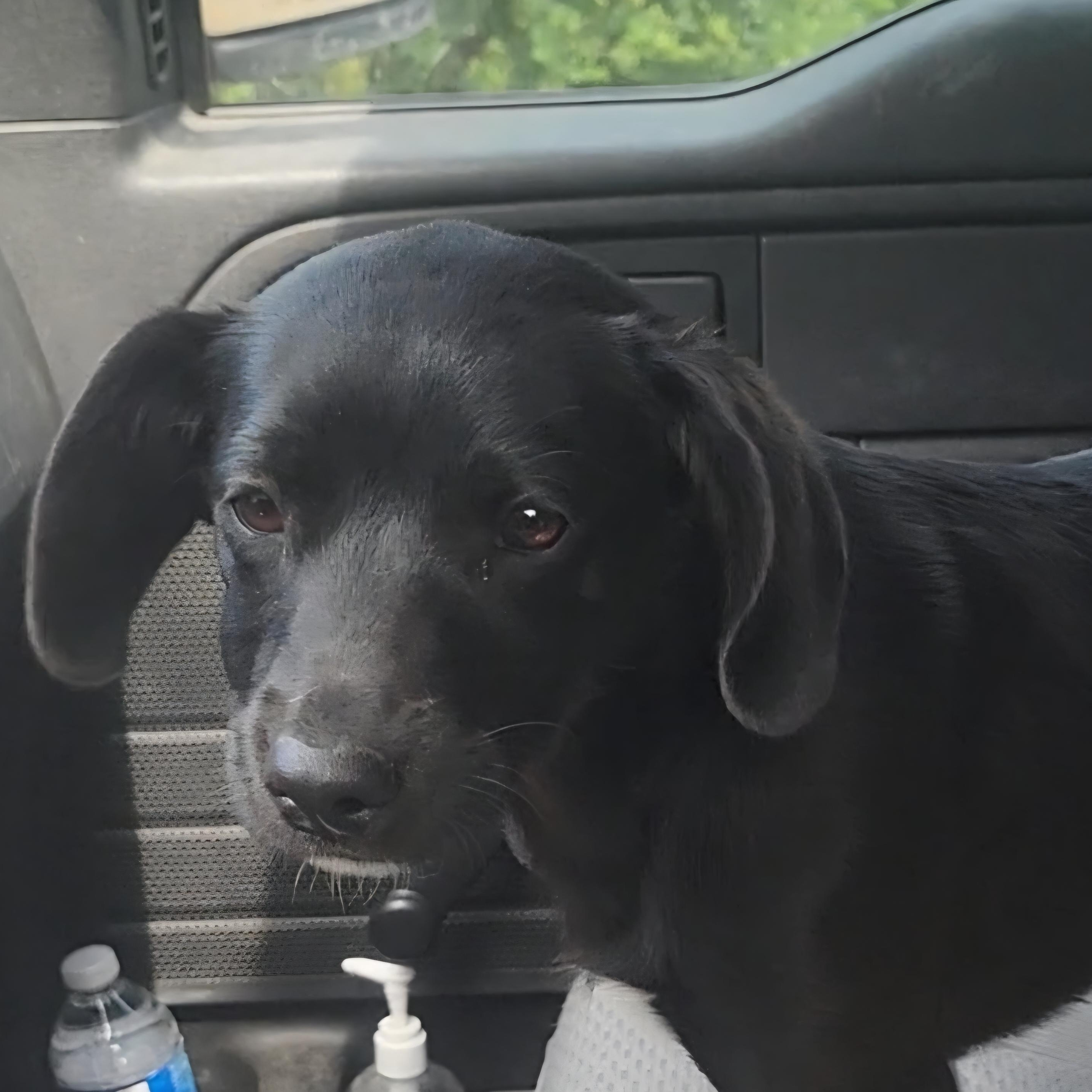 Leia, ADOPTABLE, Young Female Black Labrador Retriever.