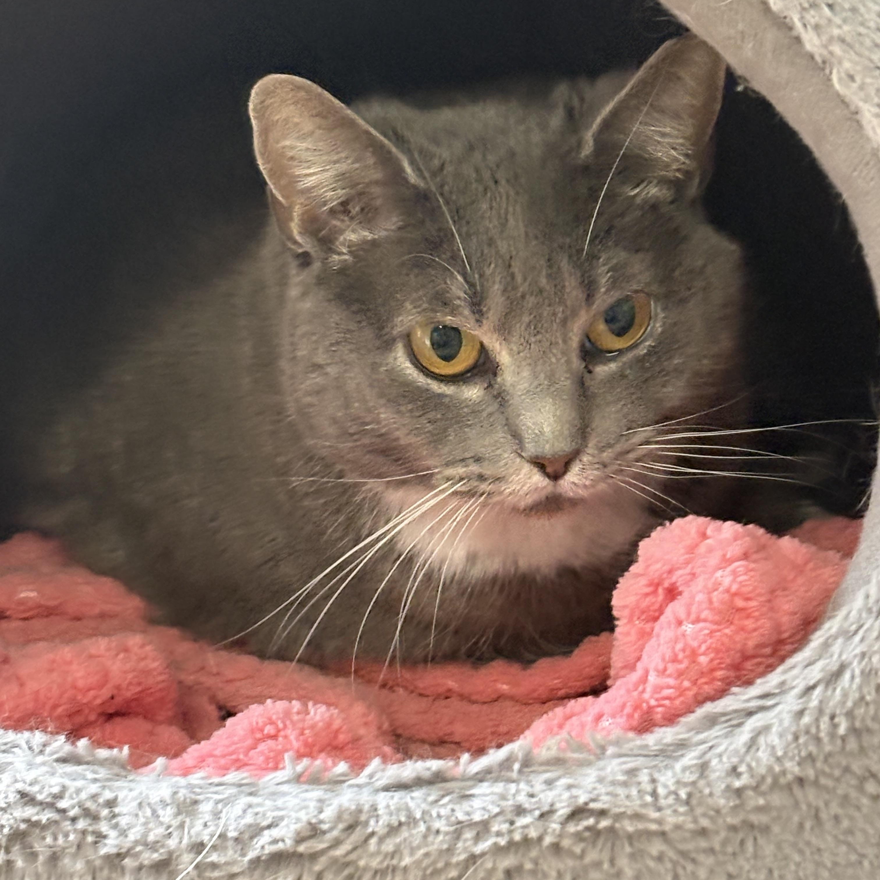 Enlarge Kyra, a ADOPTABLE Domestic Short Hair in Belmont, NC image 1/2