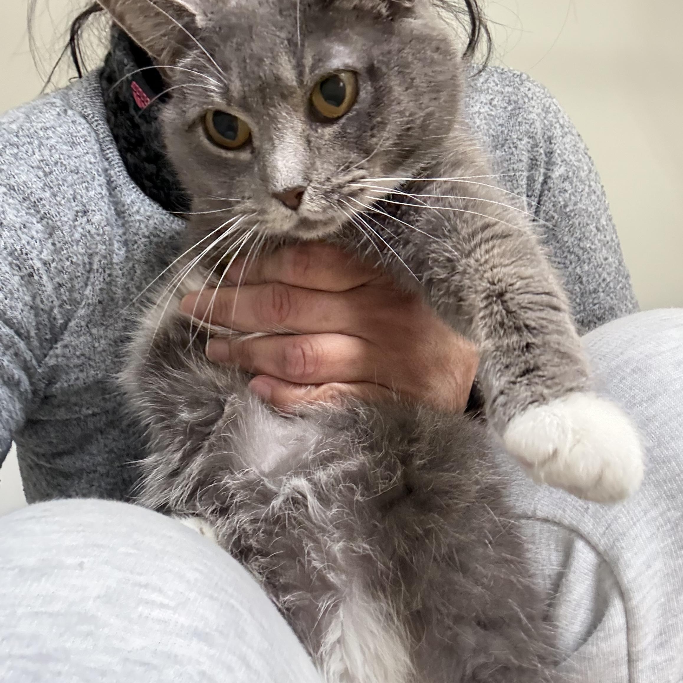 Enlarge Kyra, a ADOPTABLE Domestic Short Hair in Belmont, NC image 2/2