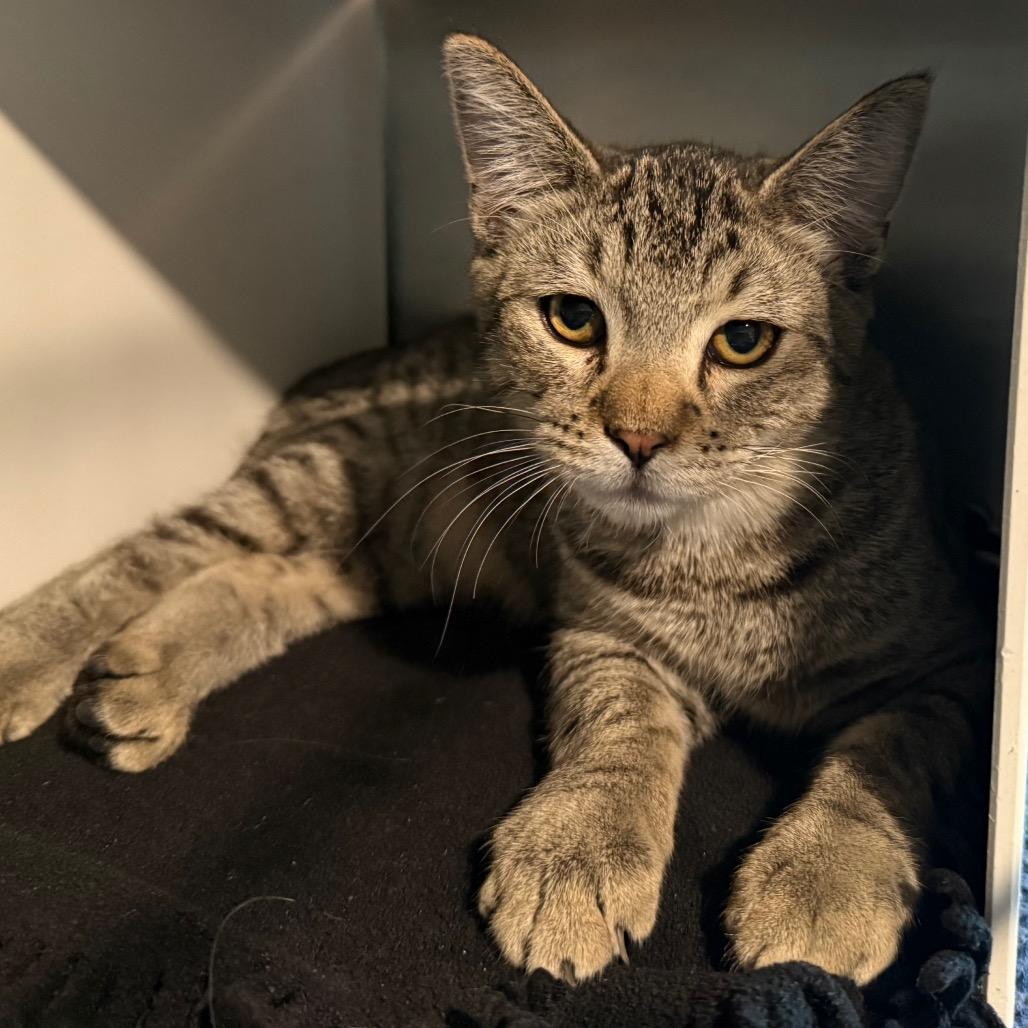 Booboo, Adoptable, Young Male Domestic Short Hair.