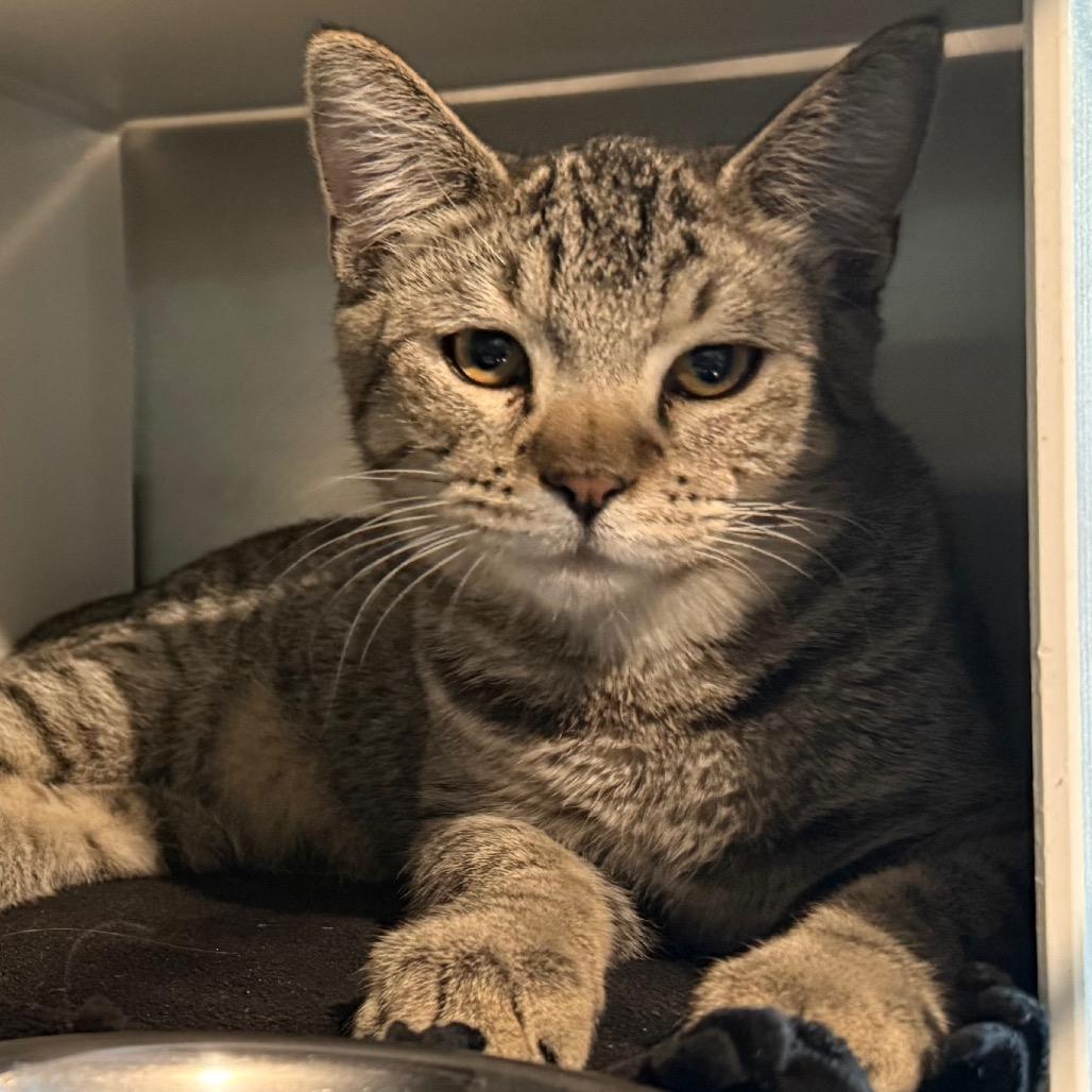 Enlarge Booboo, a Adoptable Domestic Short Hair in Cedaredge, CO image 2/2