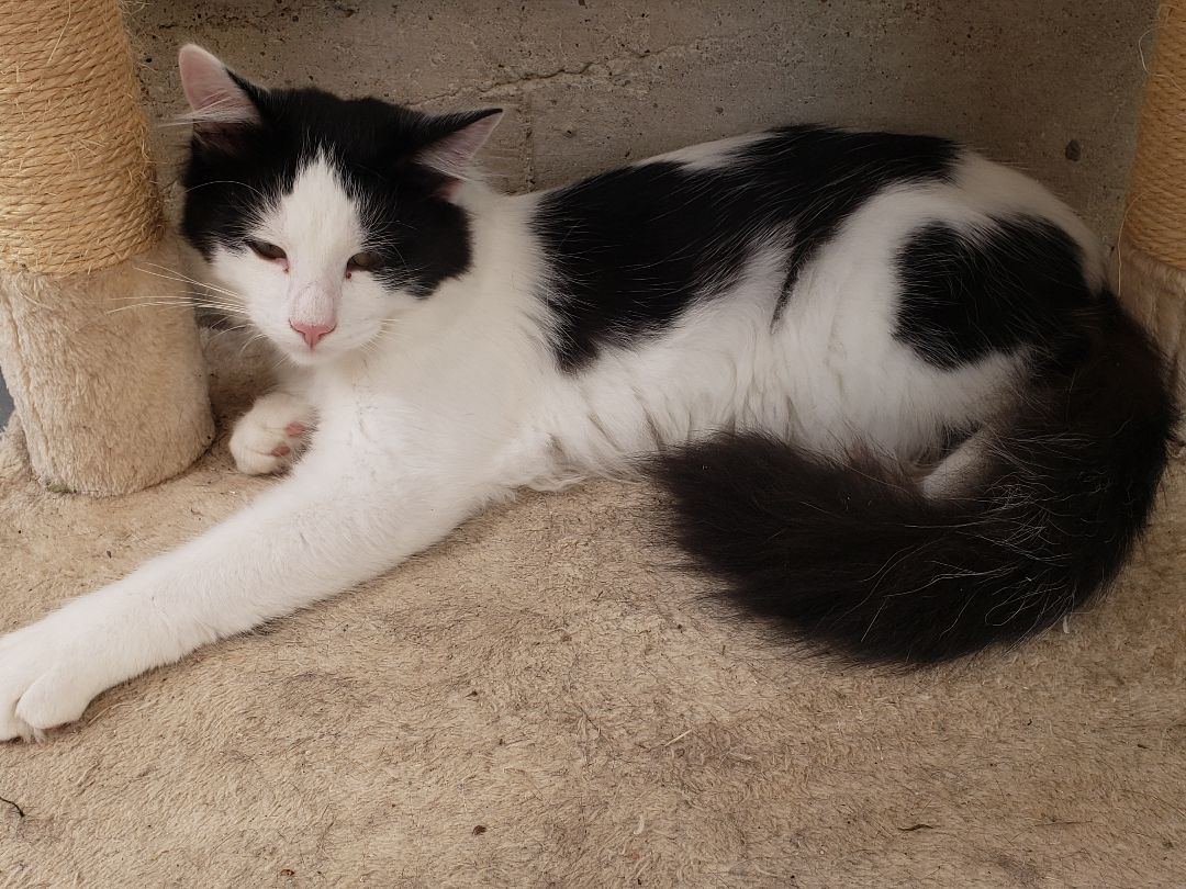 Enlarge Denim, a Adoptable Domestic Long Hair in Camden, TN image 5/6