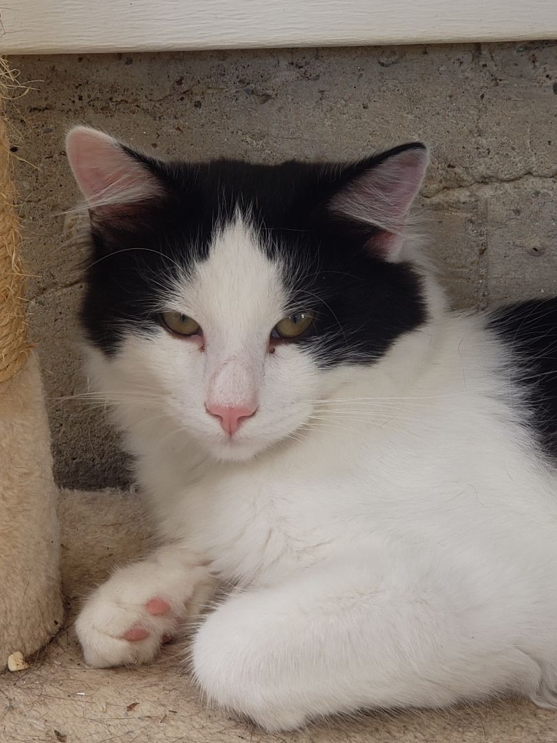 Enlarge Denim, a Adoptable Domestic Long Hair in Camden, TN image 1/6
