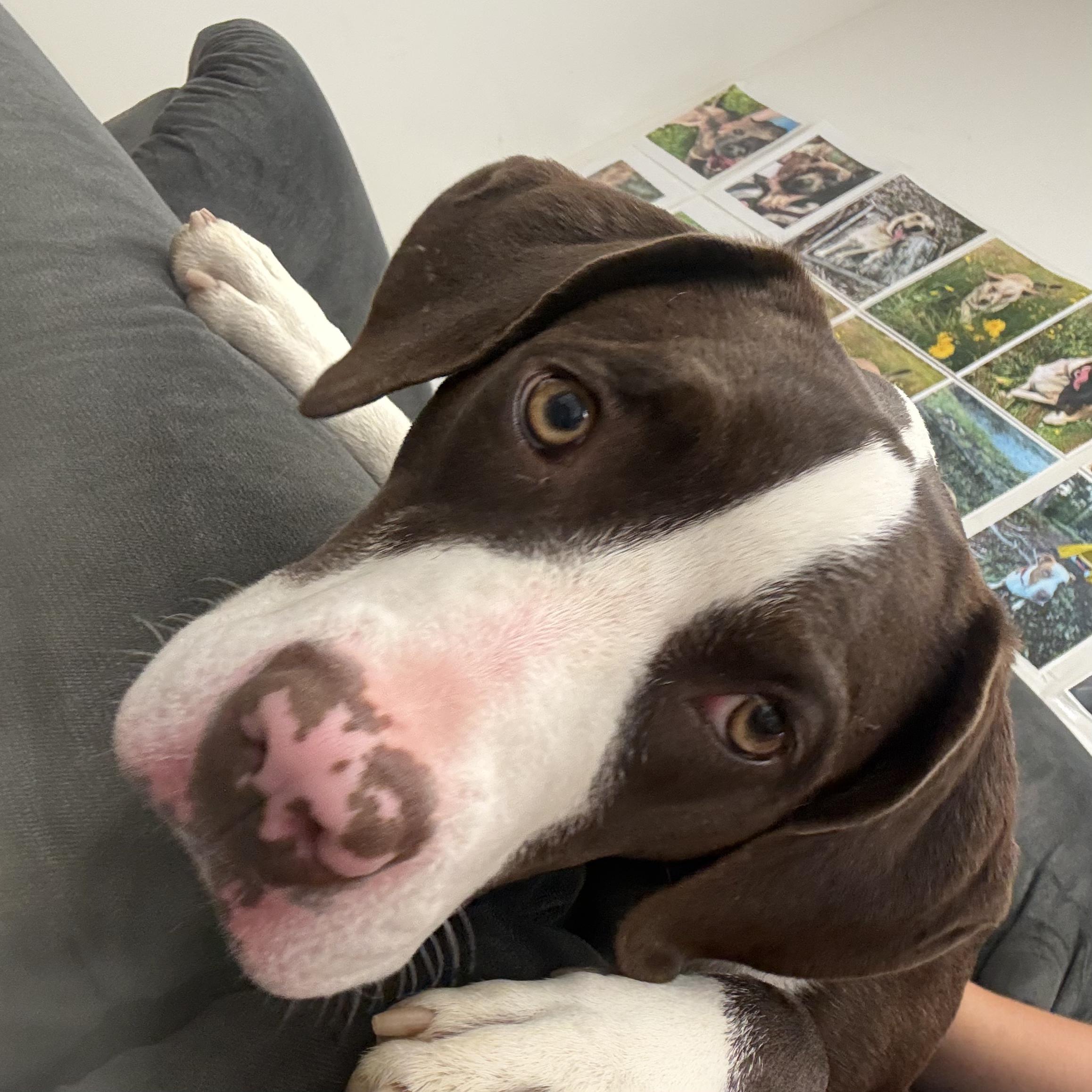 Enlarge Prairie, a Adoptable mixed breed in Long Beach, WA image 1/4
