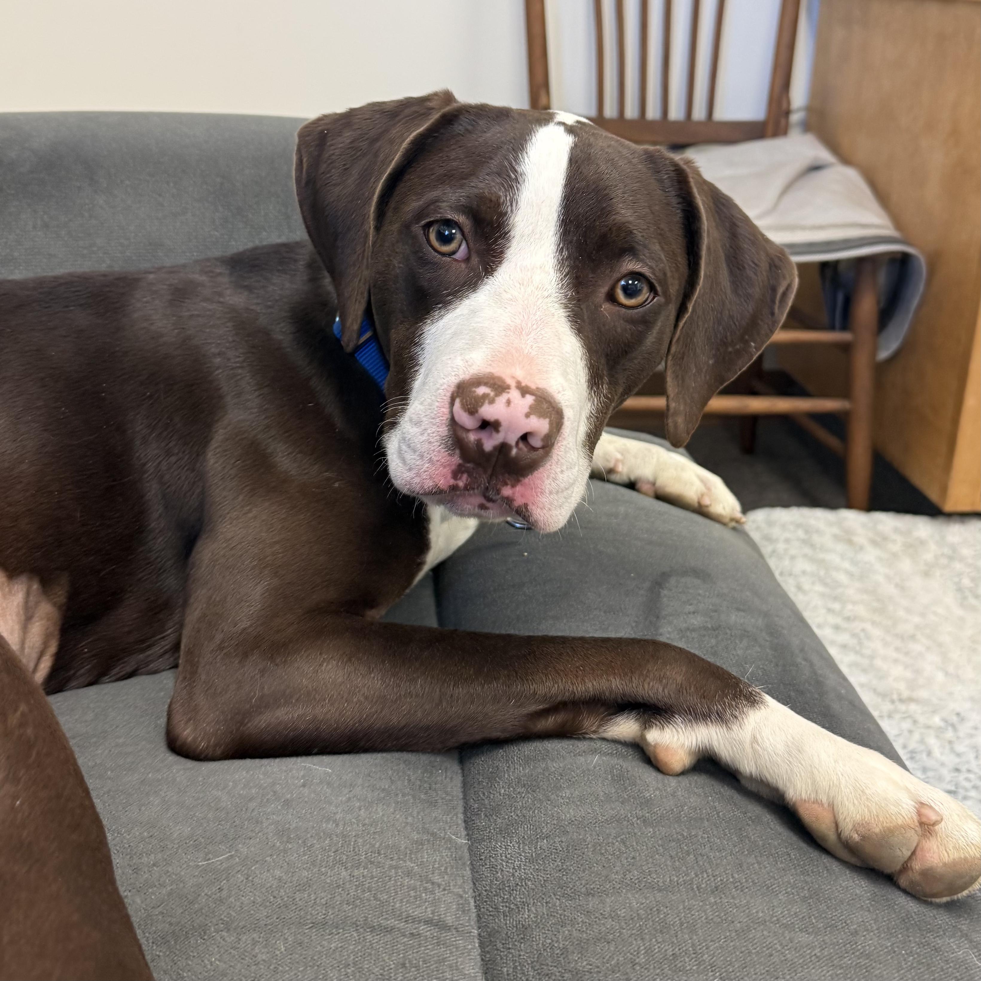 Enlarge Prairie, a Adoptable mixed breed in Long Beach, WA image 3/4