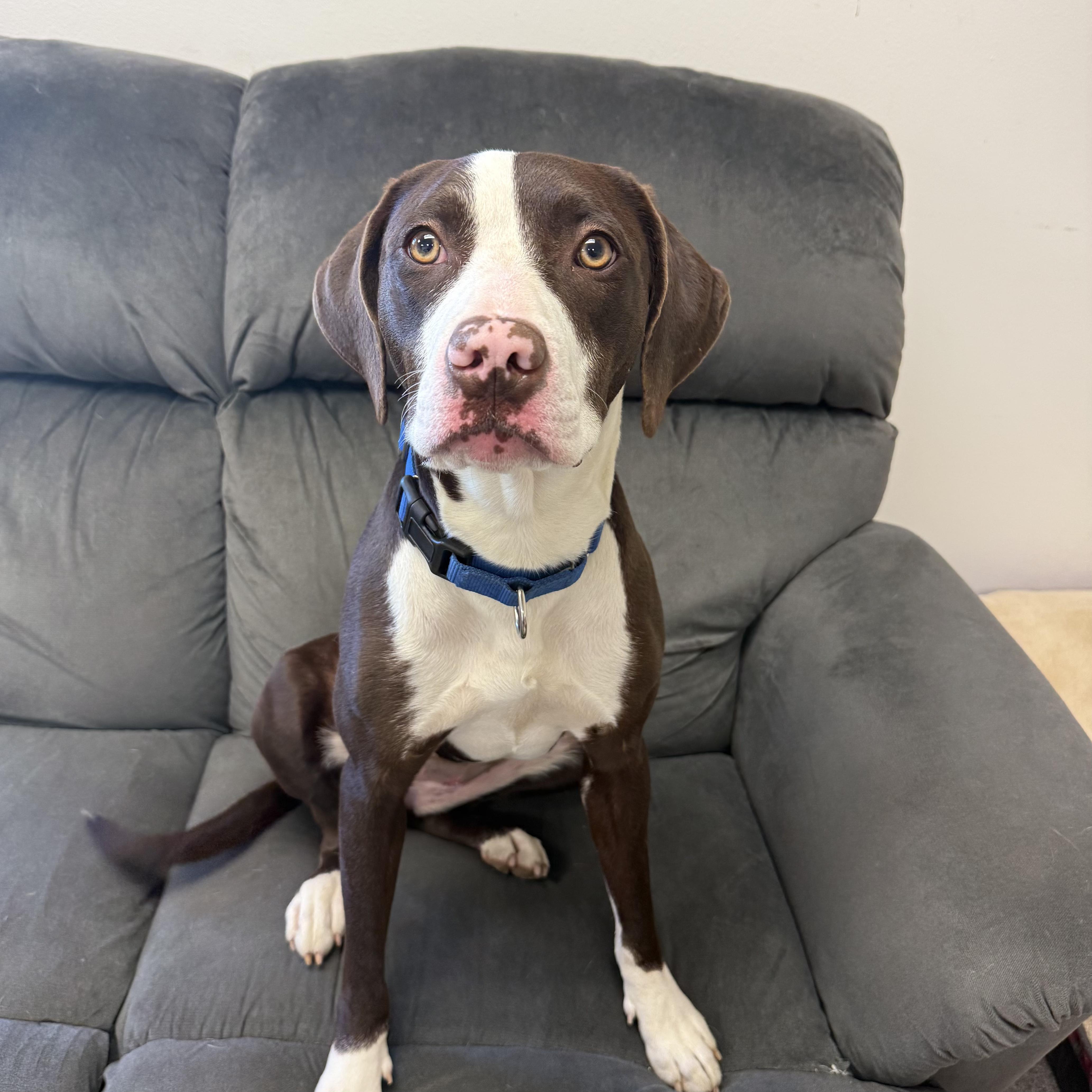 Enlarge Prairie, a Adoptable mixed breed in Long Beach, WA image 2/4