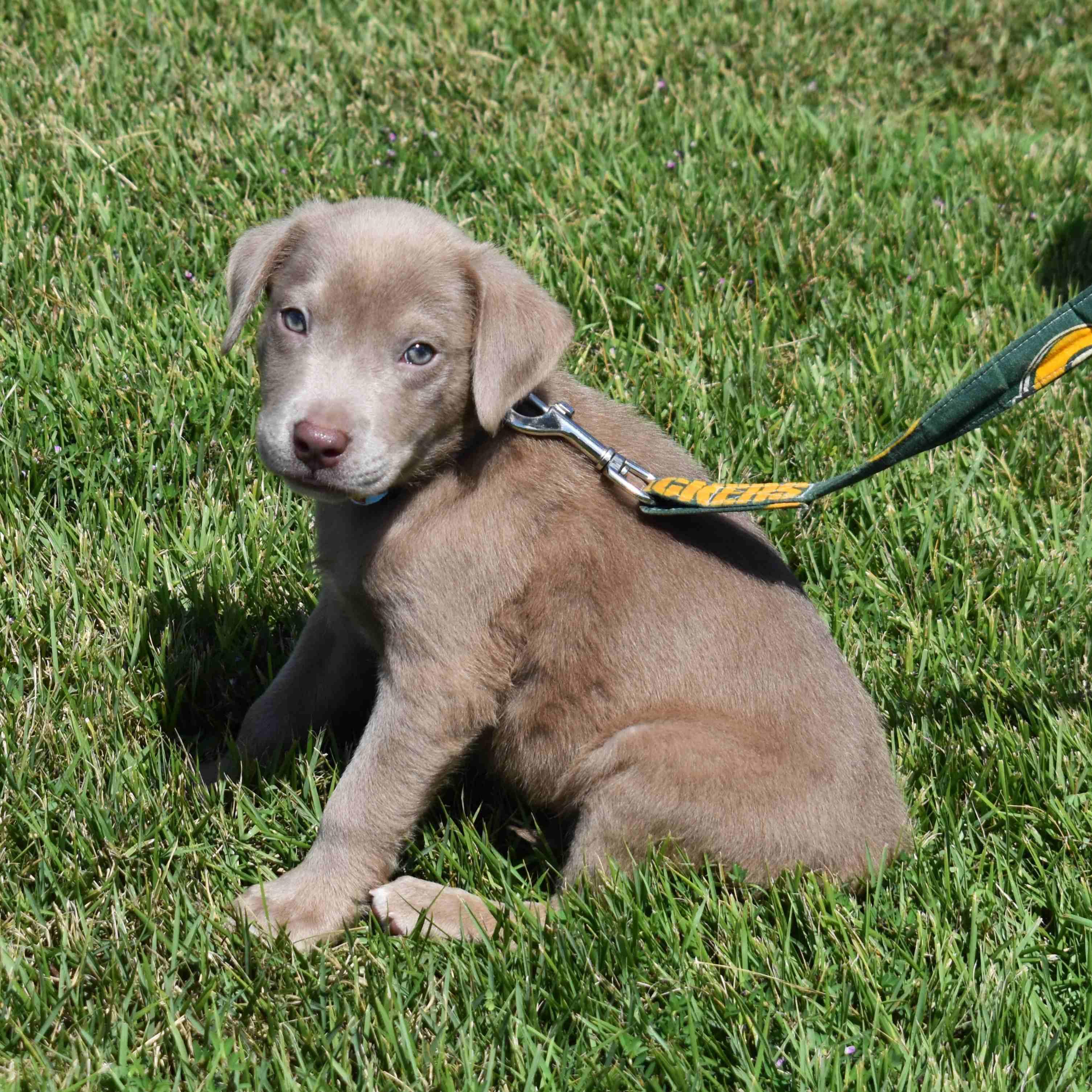 Enlarge Toby, a Adopted Mixed Breed in Searcy, AR image 2/6