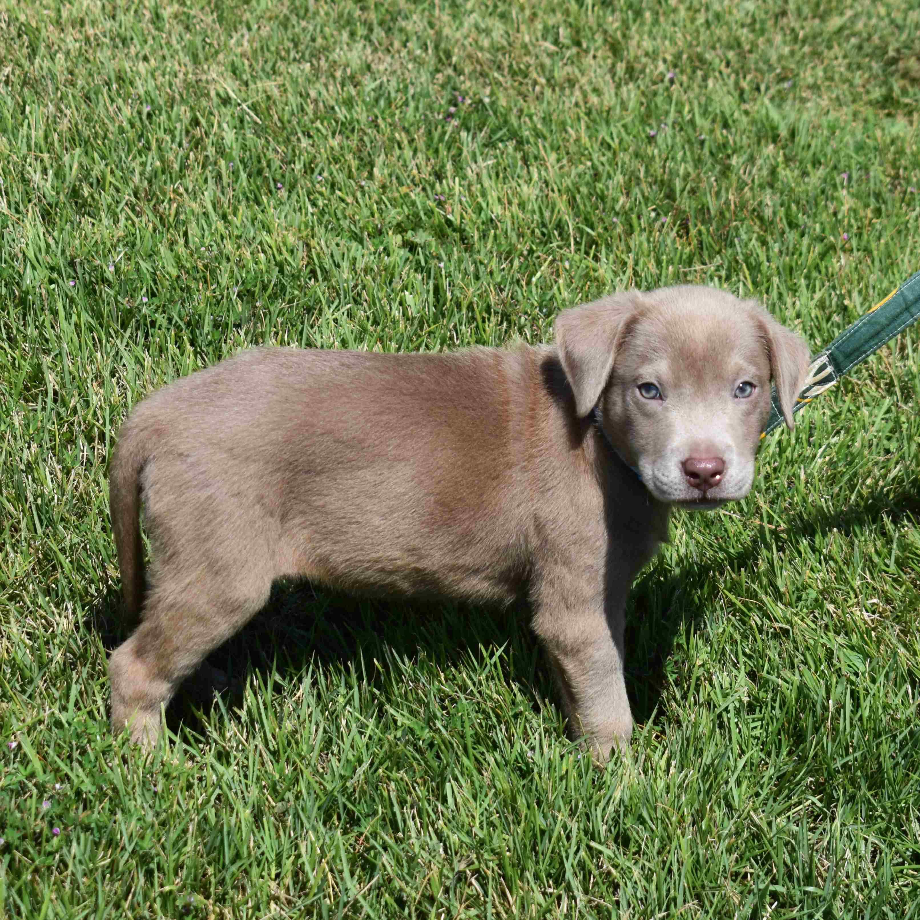 Enlarge Toby, a Adopted Mixed Breed in Searcy, AR image 6/6