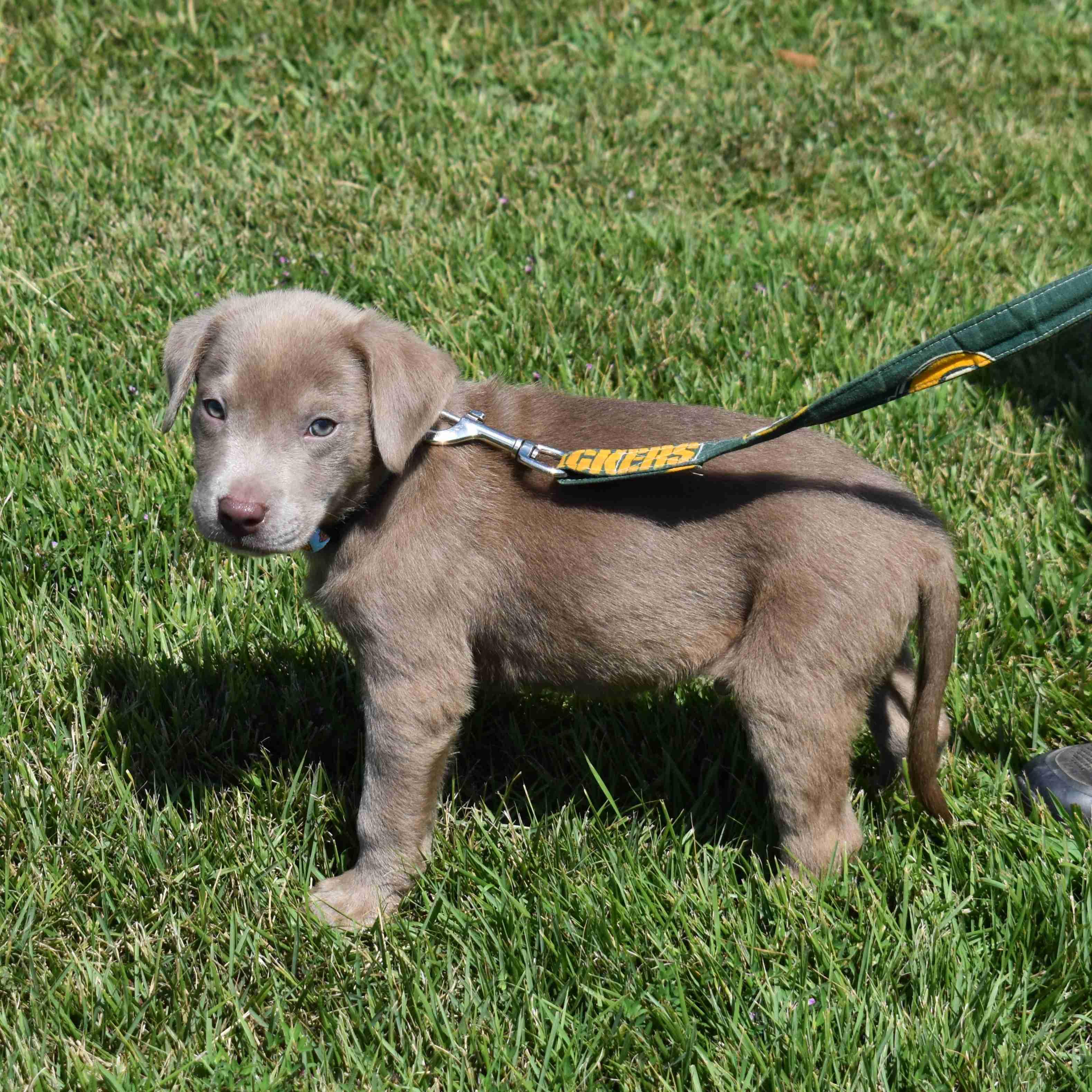 Enlarge Toby, a Adopted Mixed Breed in Searcy, AR image 4/6