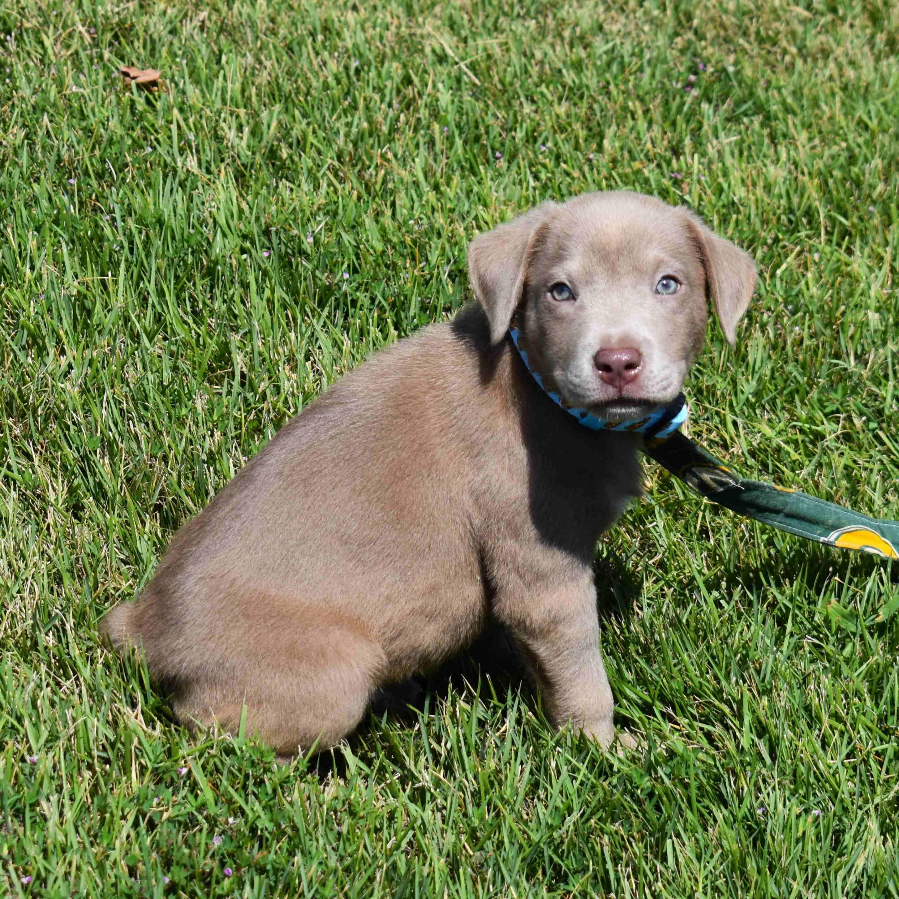 Enlarge Toby, a Adopted Mixed Breed in Searcy, AR image 3/6