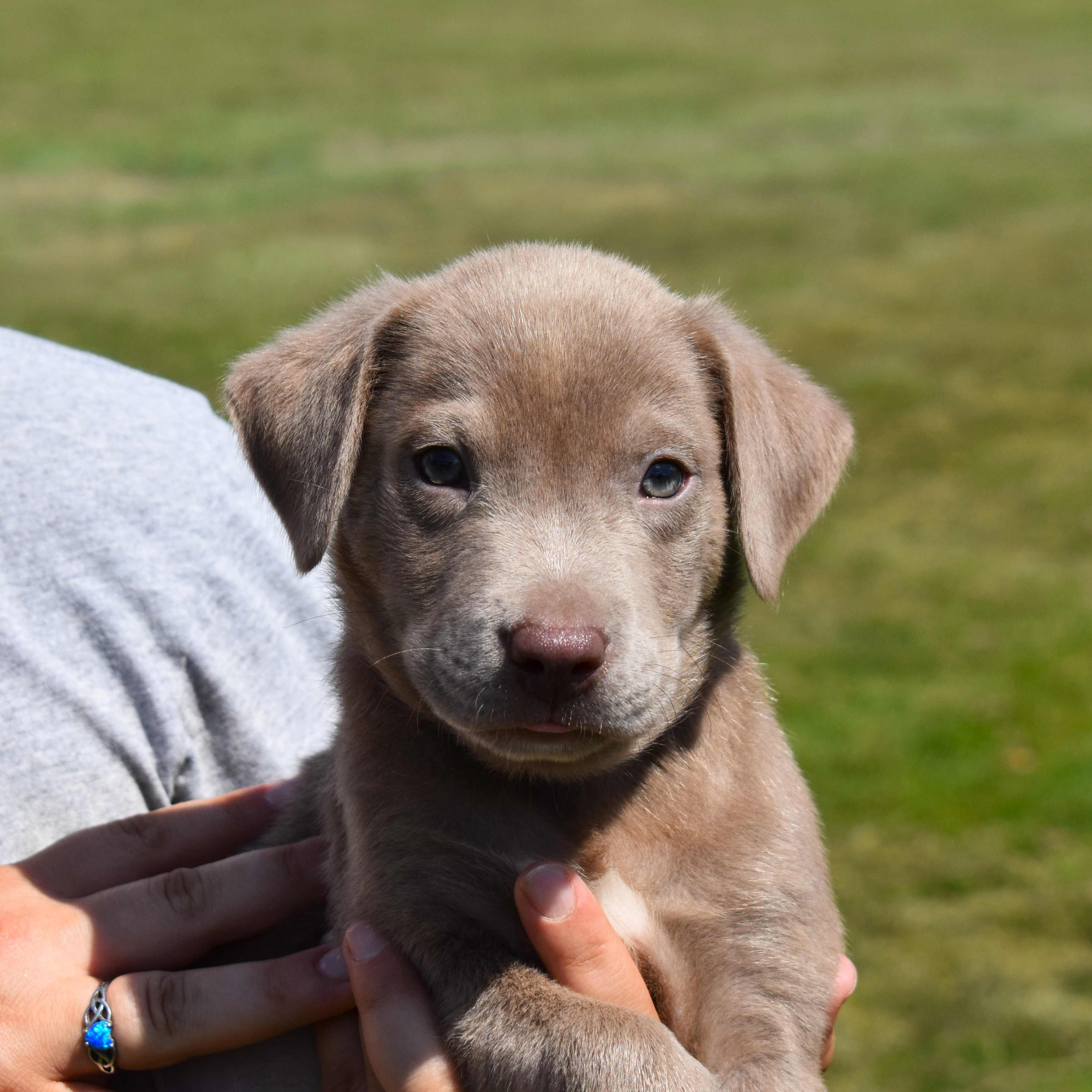 Enlarge Toby, a Adopted Mixed Breed in Searcy, AR image 5/6
