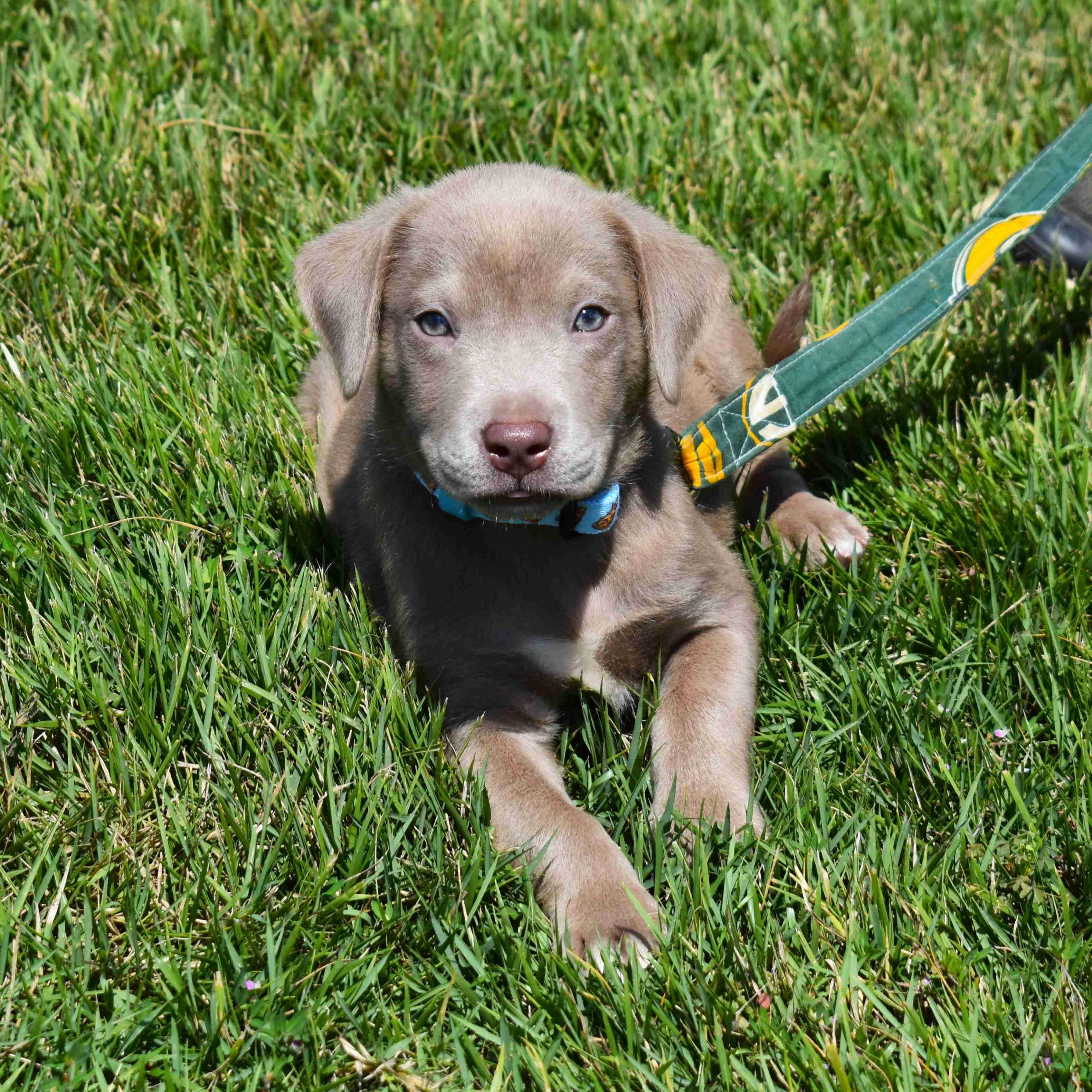 Toby, Adopted, Puppy Male Mixed Breed.