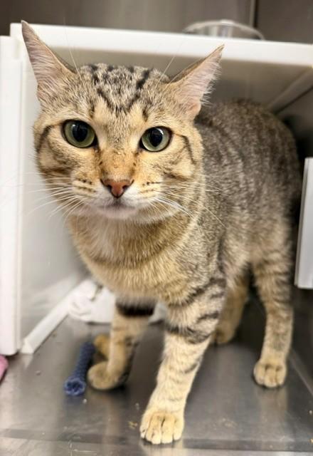 Enlarge WINNEBAGO, a Adoptable Domestic Short Hair in Brighton, CO image 1/1