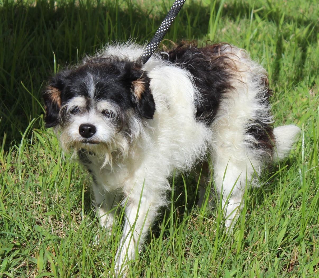 DEEDEE, an adopted Maltese & Shih Tzu Mix in Claremore, OK_image-1