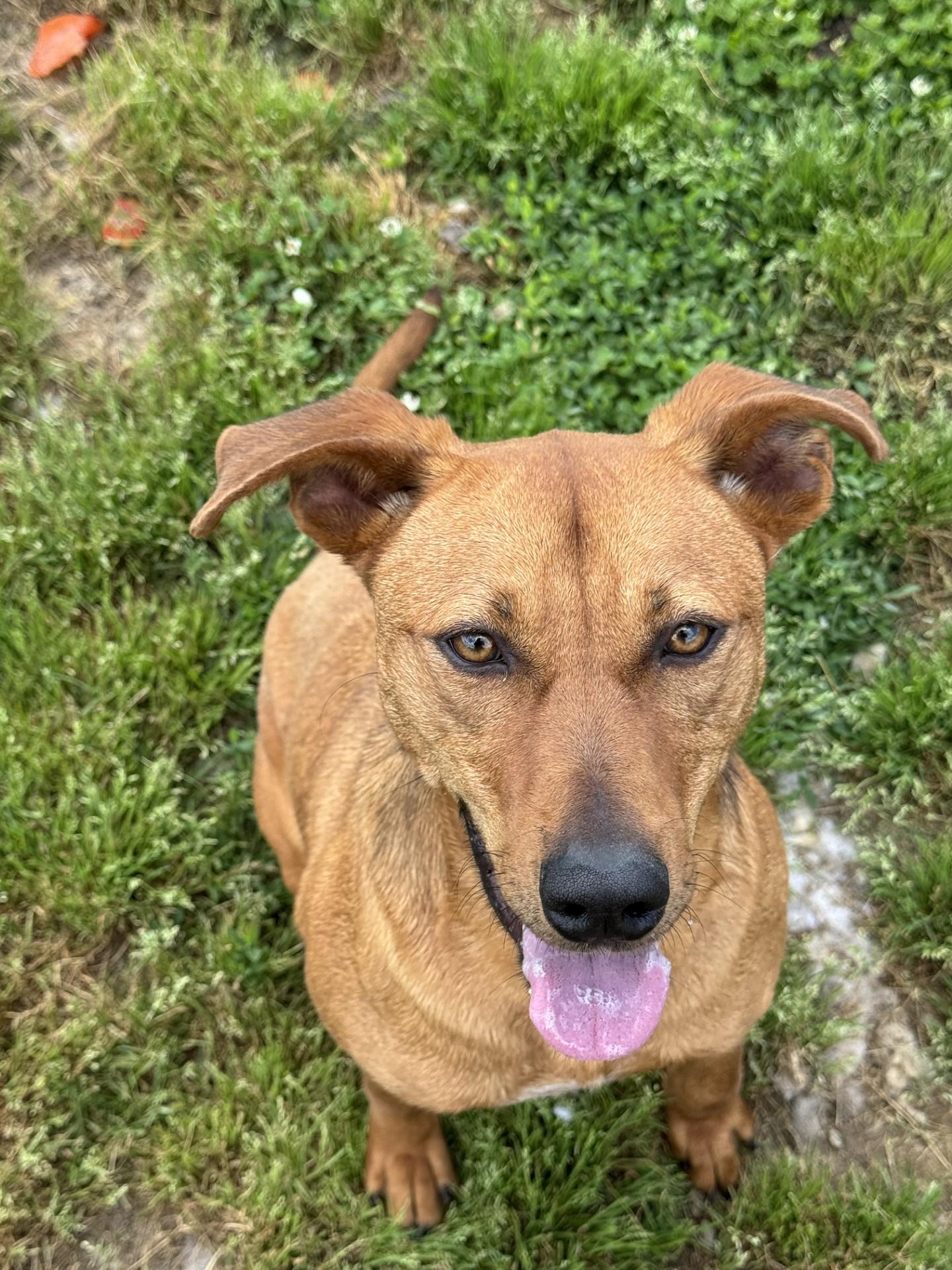 Enlarge Jill, a Adoptable Mixed Breed in Tullahoma, TN image 1/1
