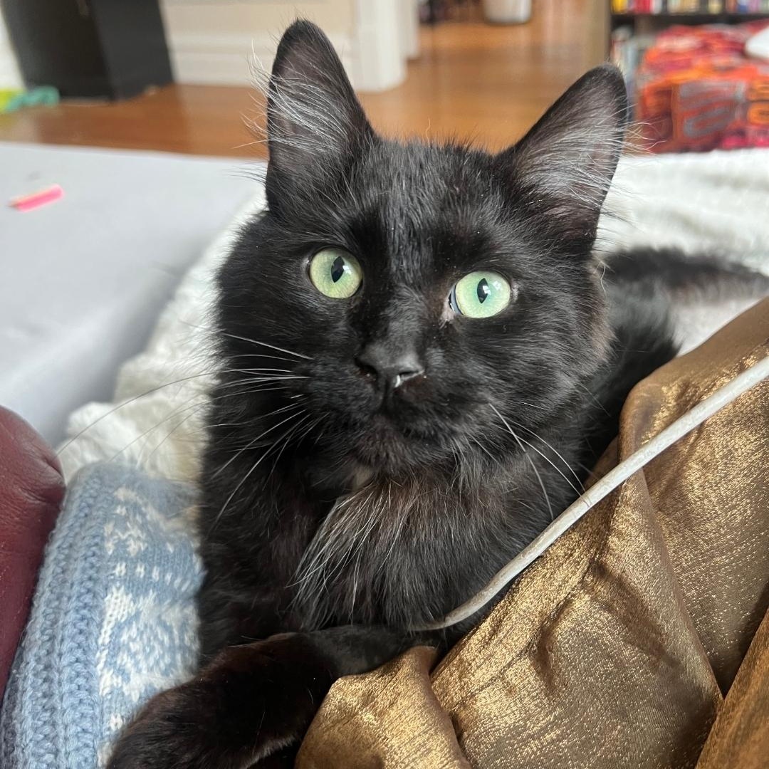 Hopper, ADOPTABLE, Young Male Domestic Medium Hair.