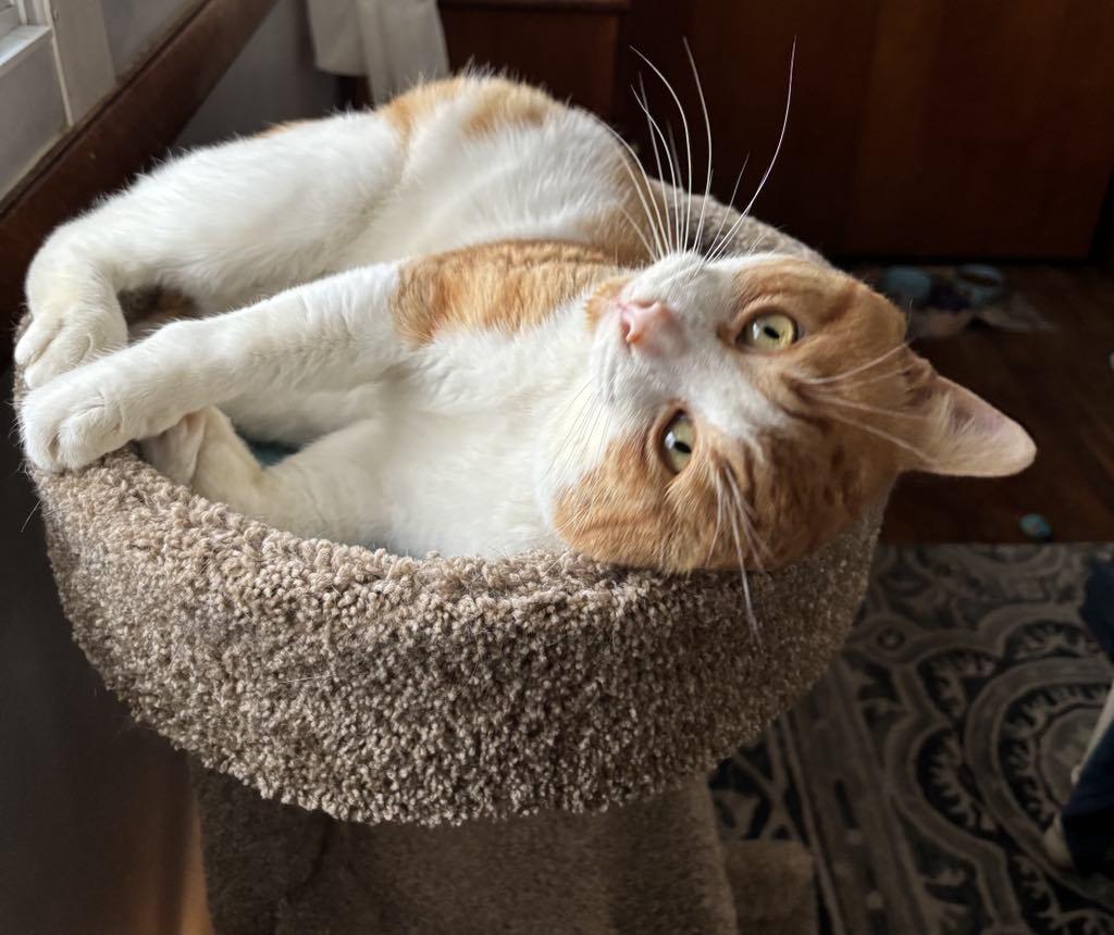 Jackson, Adoptable, Adult Male Domestic Short Hair.