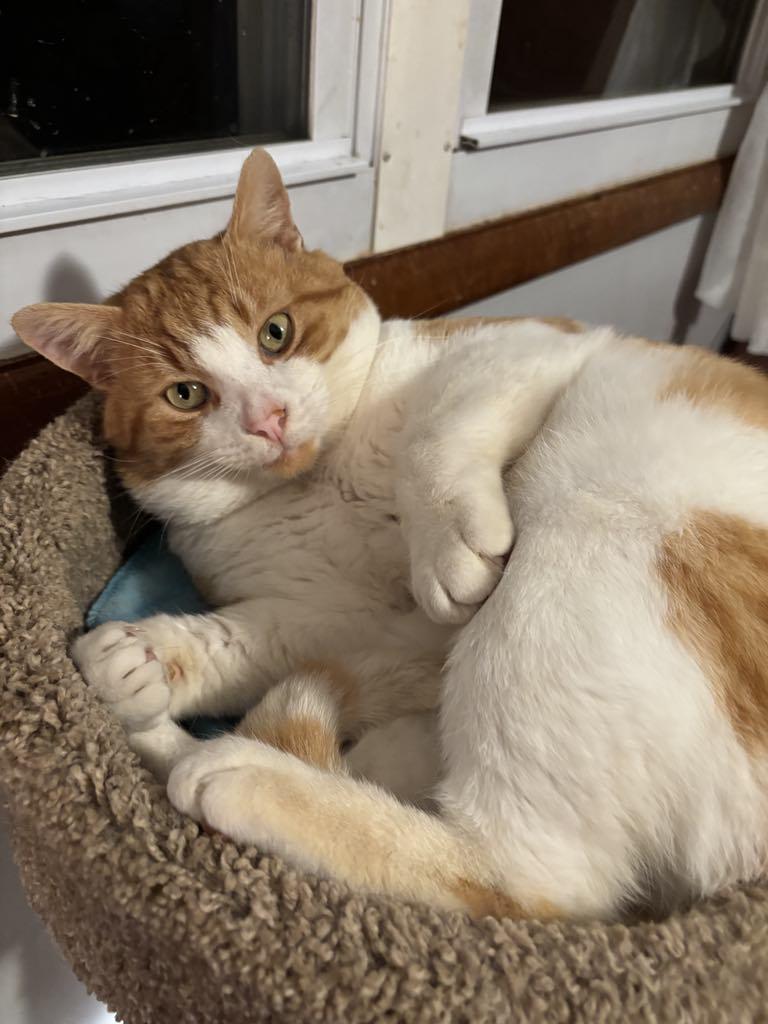 Jackson, a Adoptable Domestic Short Hair in Heath, OH image 2/3