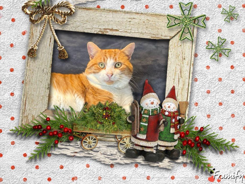 Jackson, a Adoptable Domestic Short Hair in Heath, OH image 3/3