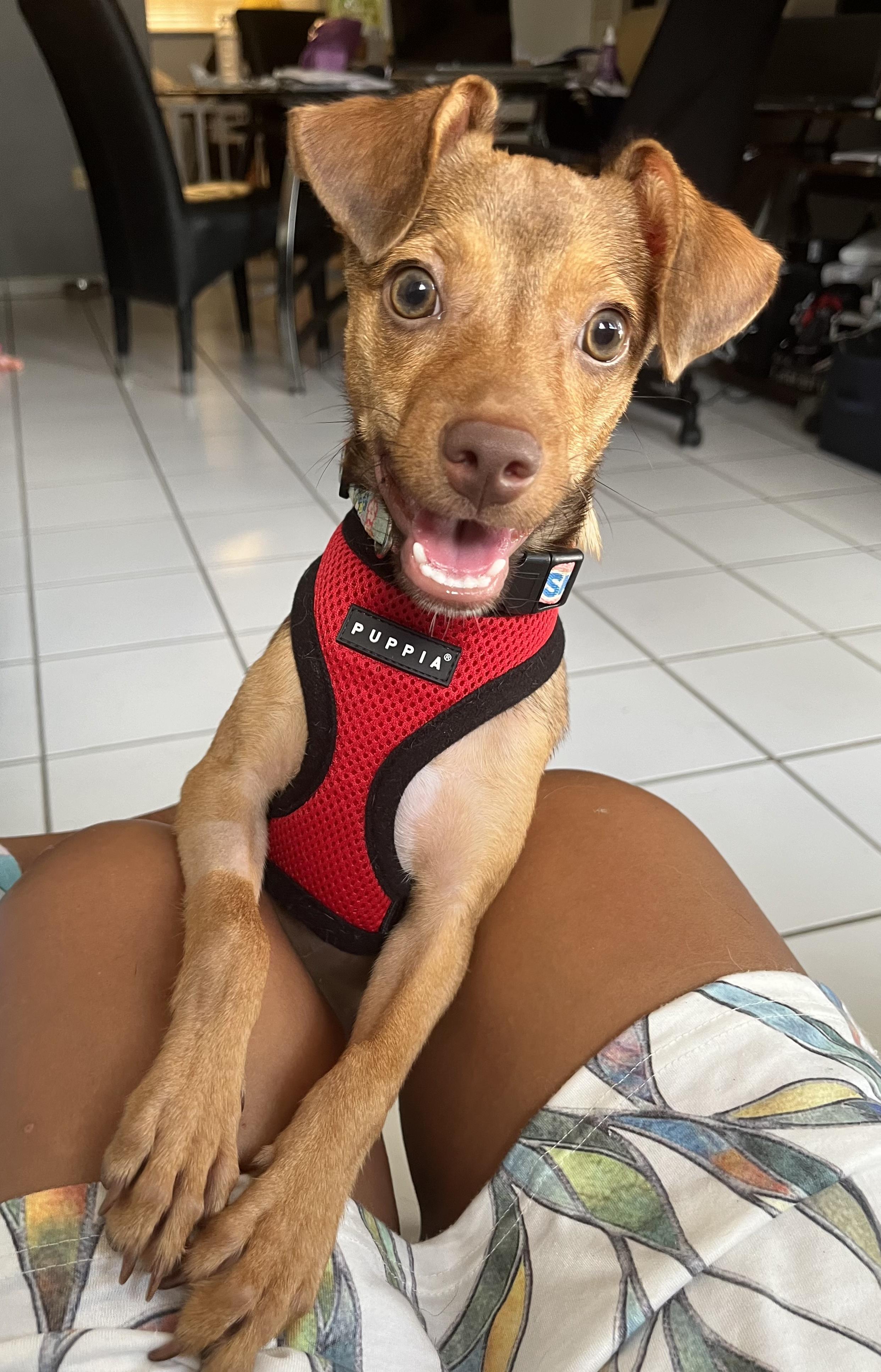 Kamila, a Adoptable Mixed Breed in Morristown, NJ image 1/6