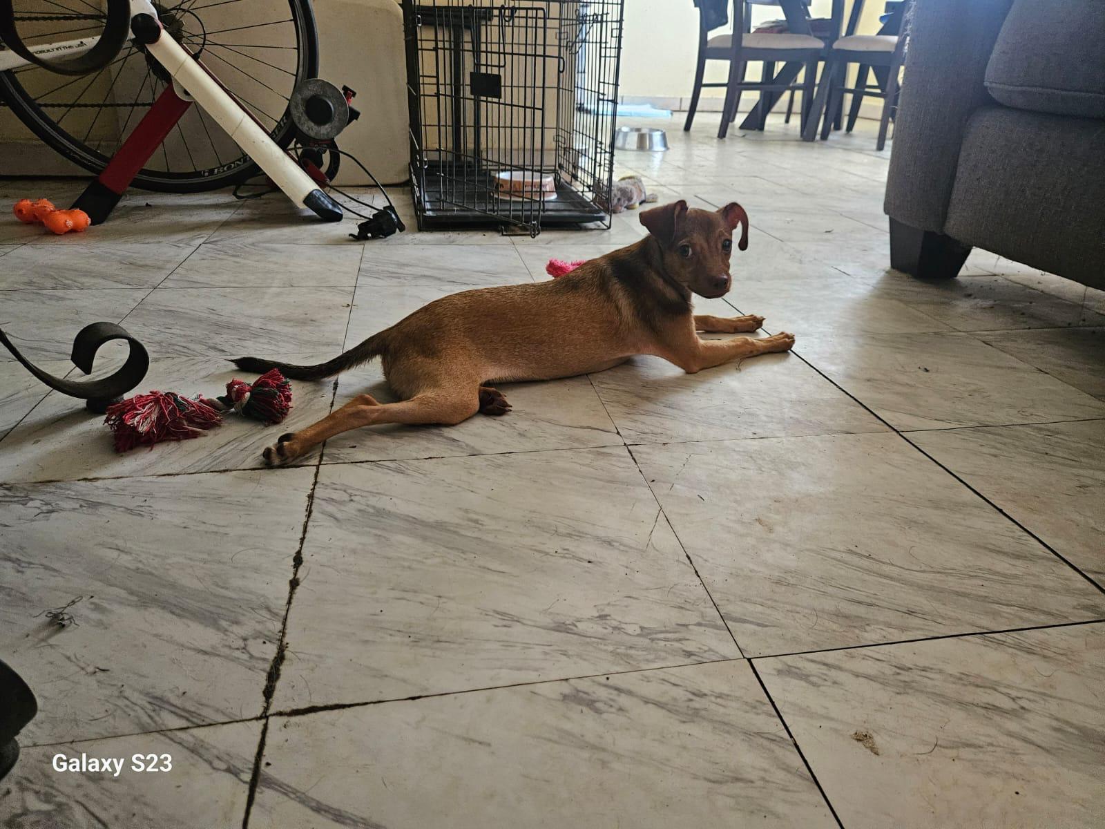 Kamila, a Adoptable Mixed Breed in Morristown, NJ image 5/6