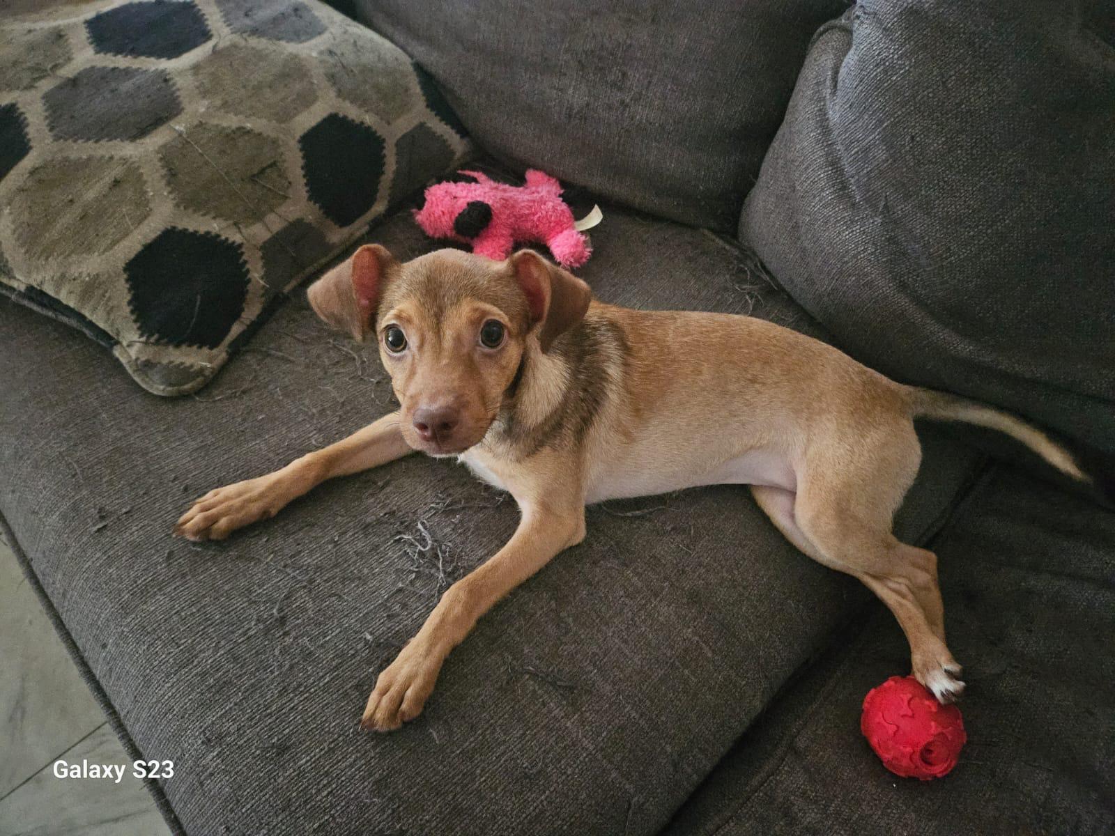 Kamila, a Adoptable Mixed Breed in Morristown, NJ image 6/6