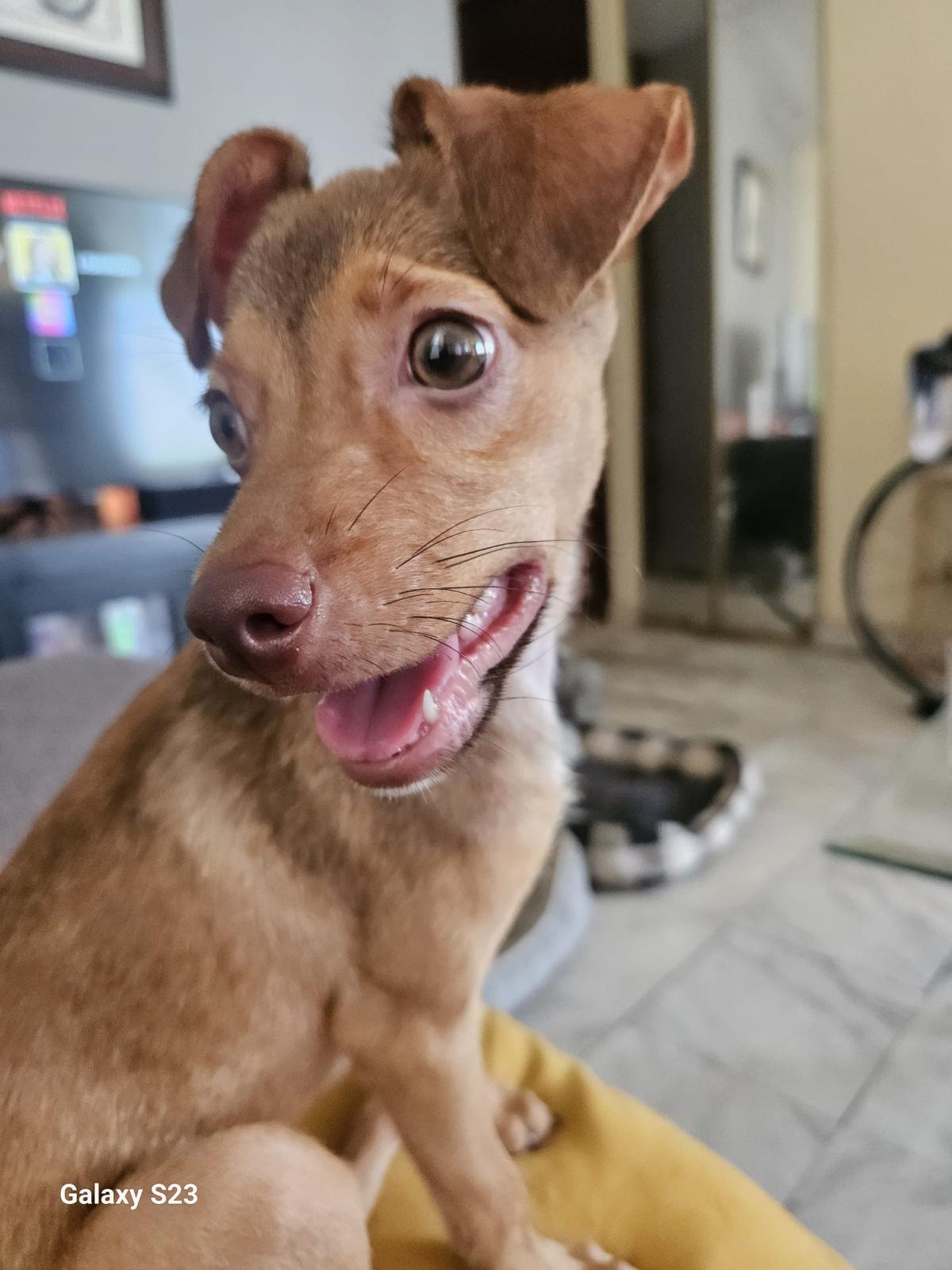 Kamila, a Adoptable Mixed Breed in Morristown, NJ image 3/6