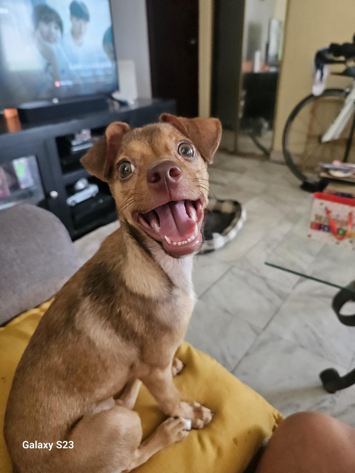 Kamila, a Adoptable Mixed Breed in Morristown, NJ image 2/6