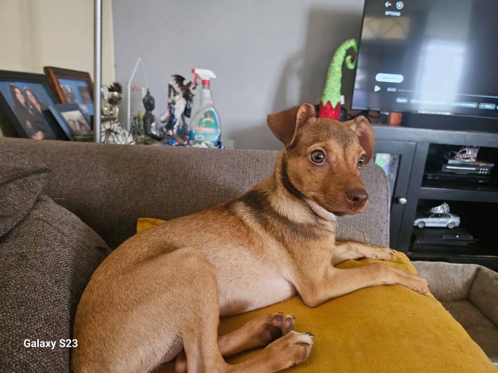 Kamila, a Adoptable Mixed Breed in Morristown, NJ image 4/6