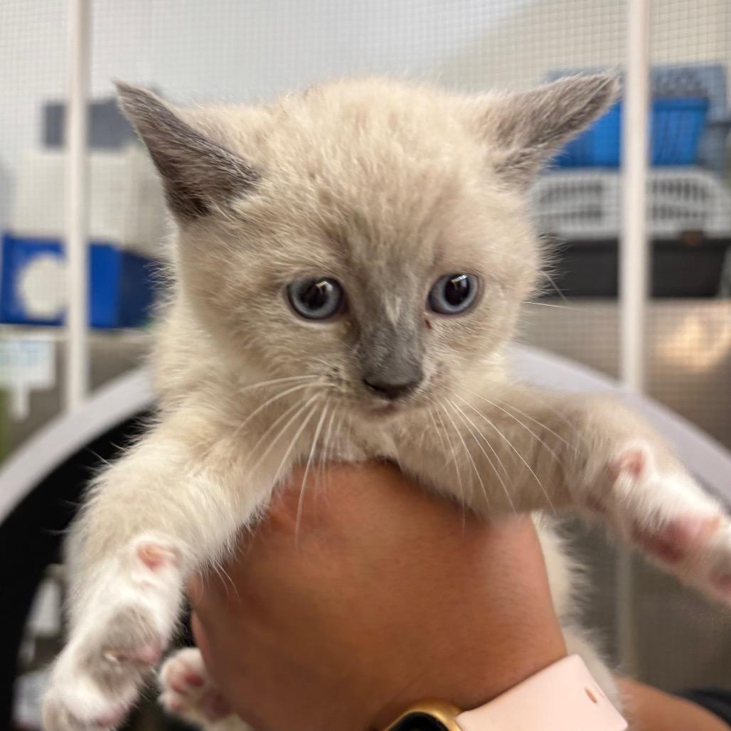 Cucumber, Adoptable, Kitten Female Domestic Short Hair.