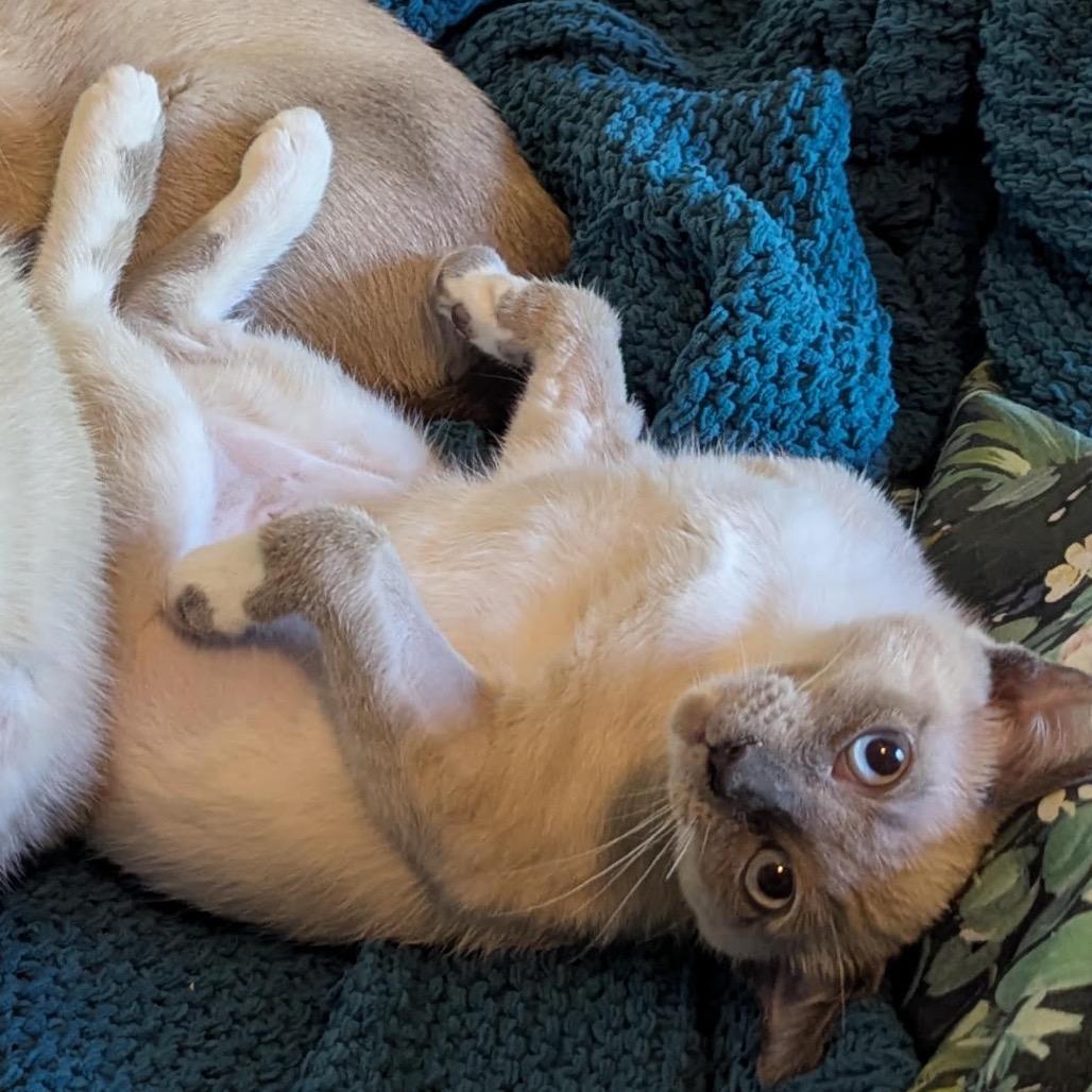 Cucumber, a Adoptable Domestic Short Hair in Morgan Hill, CA image 3/6