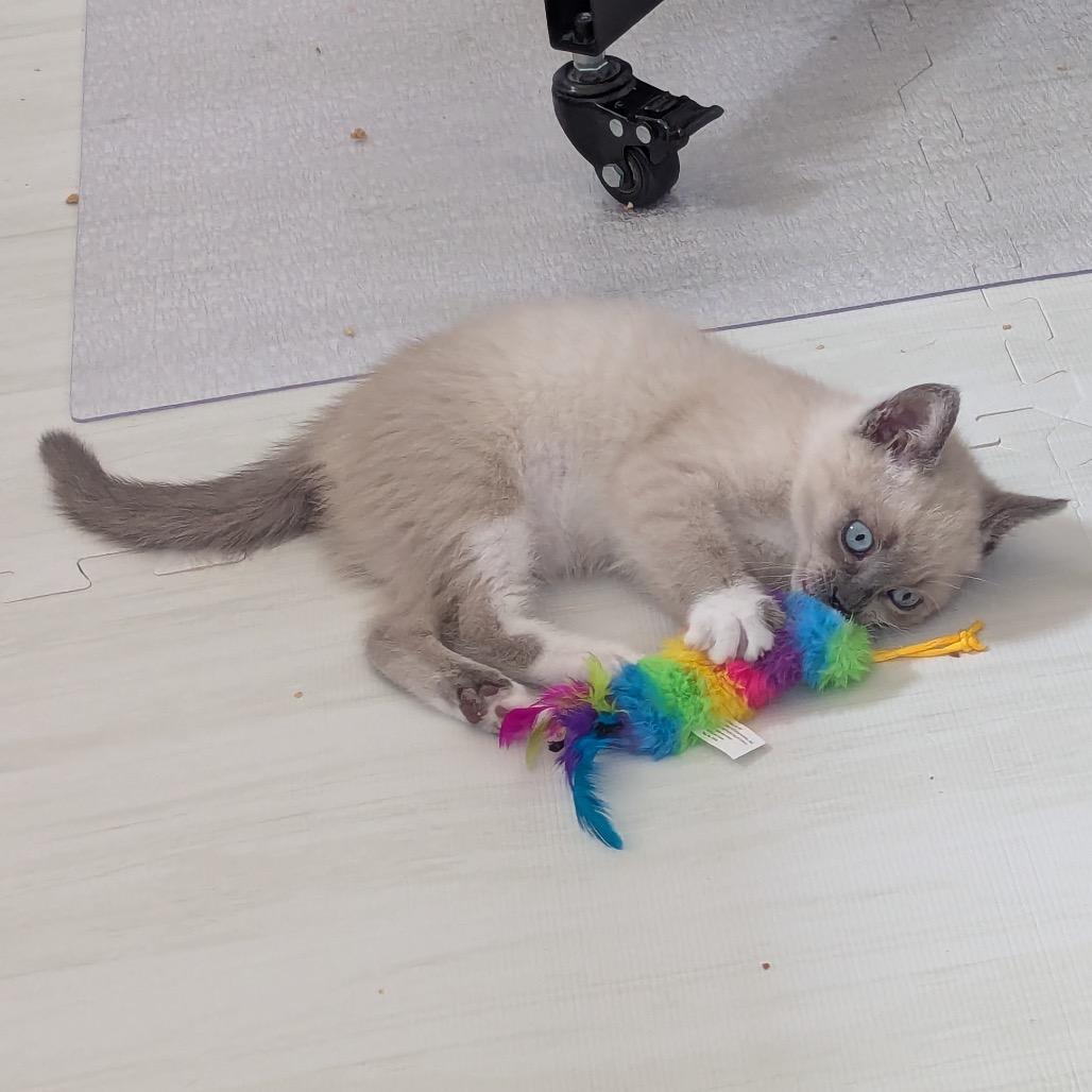 Cucumber, a Adoptable Domestic Short Hair in Morgan Hill, CA image 4/6