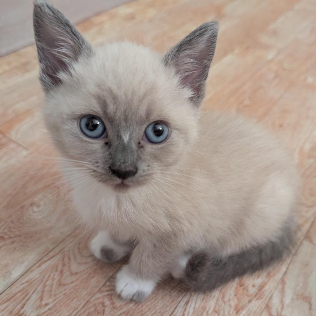 Cucumber, a Adoptable Domestic Short Hair in Morgan Hill, CA image 5/6