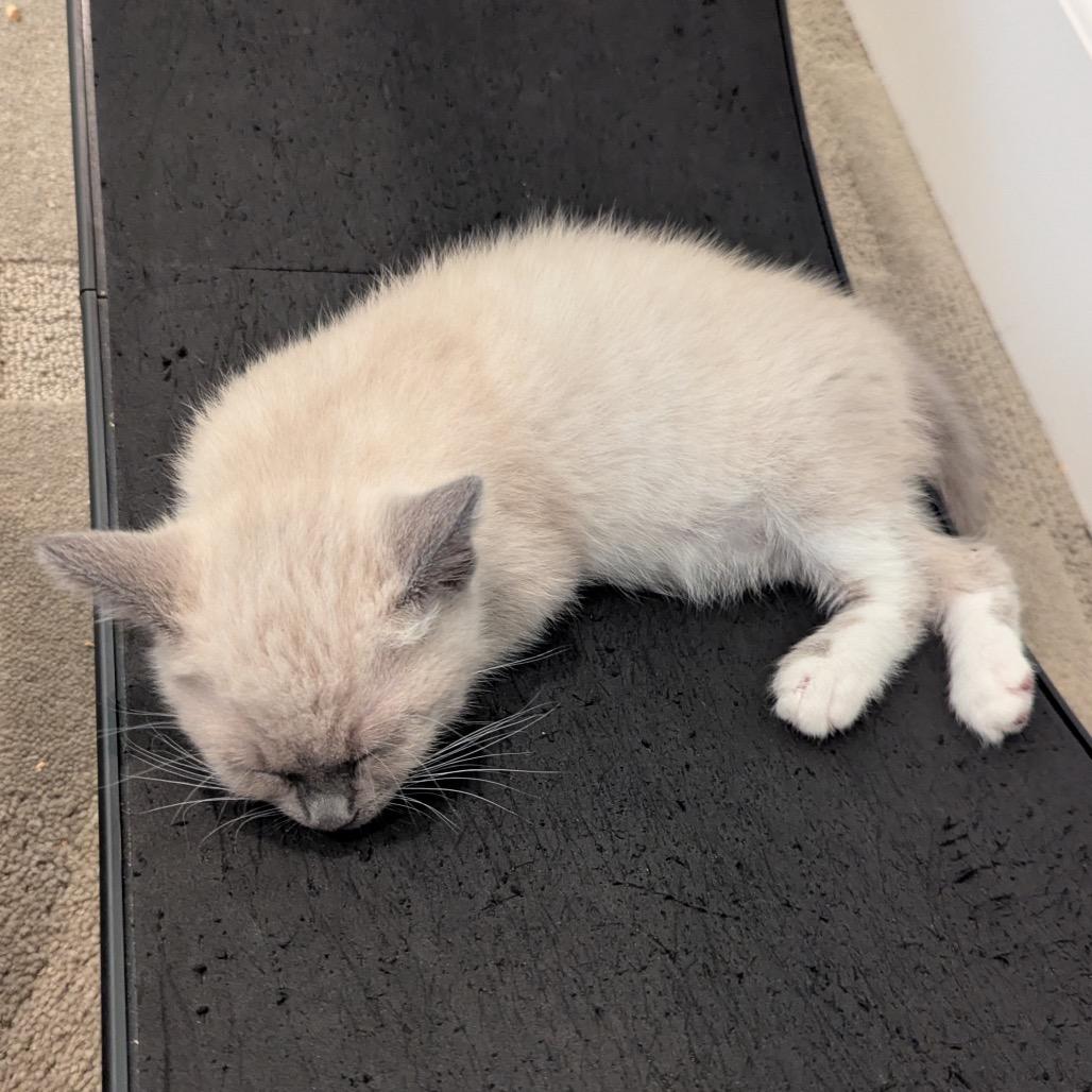 Cucumber, a Adoptable Domestic Short Hair in Morgan Hill, CA image 6/6
