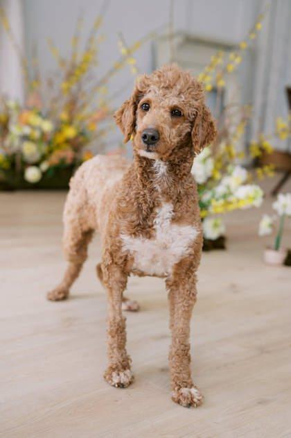 Zoey, Adoptable, Adult Female Poodle.