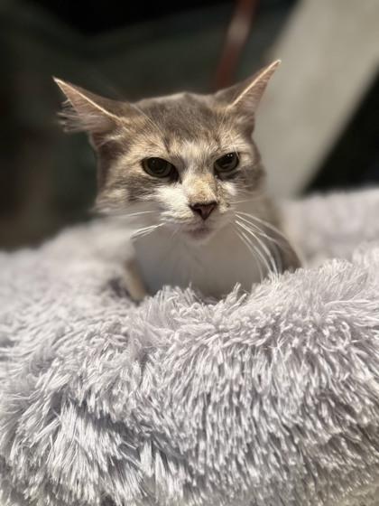 Enlarge Fruit Cake, a Adoptable mixed breed in Berwick, PA image 1/1