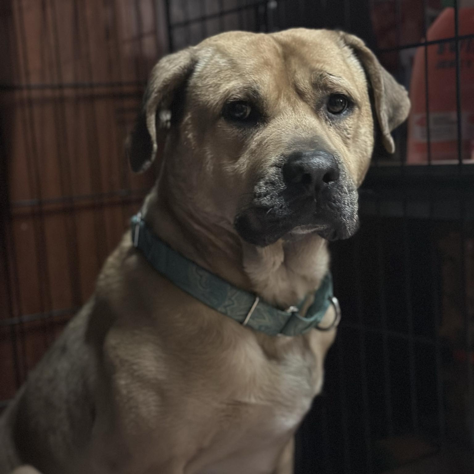 George, a Adoptable Mixed Breed in Youngstown, OH image 1/4