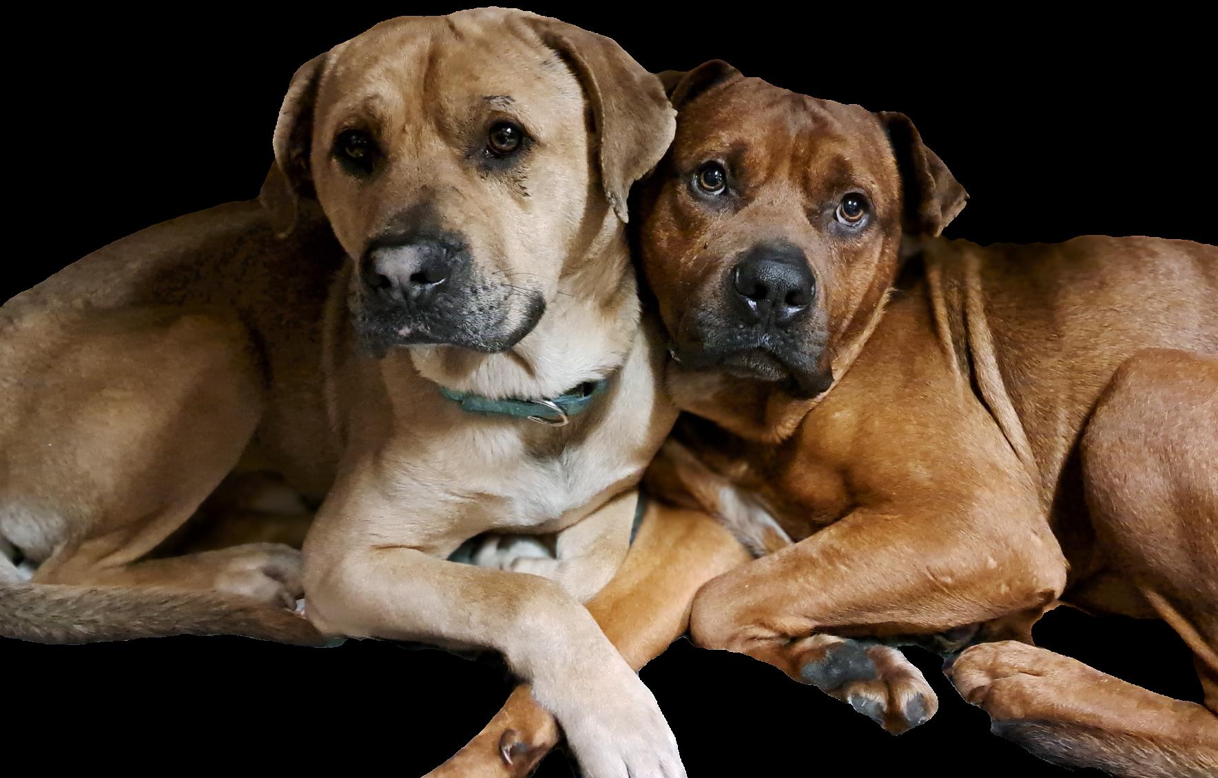 George, a Adoptable Mixed Breed in Youngstown, OH image 2/4