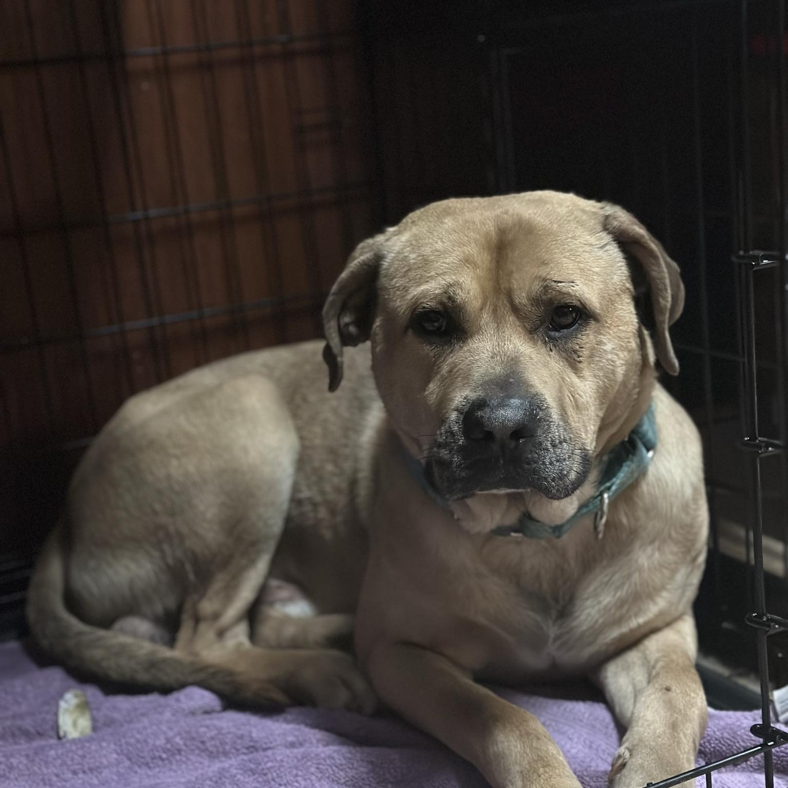 George, a Adoptable Mixed Breed in Youngstown, OH image 3/4